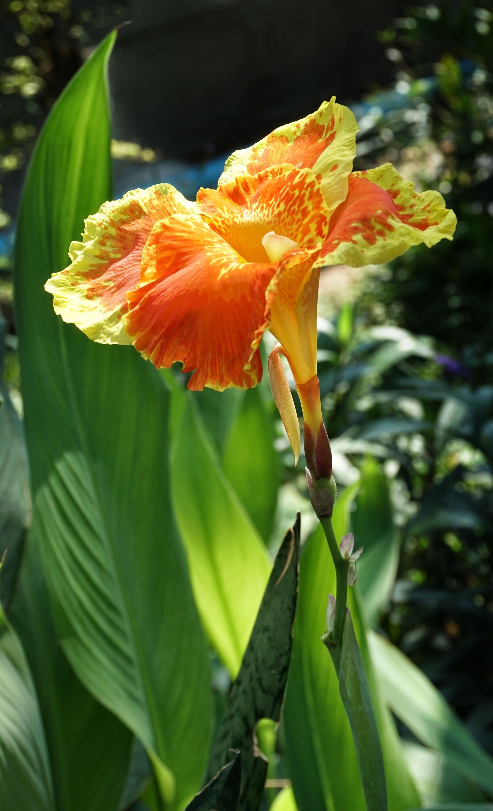 Sony a6300 sample photo. Canna lily, lily, orange photography