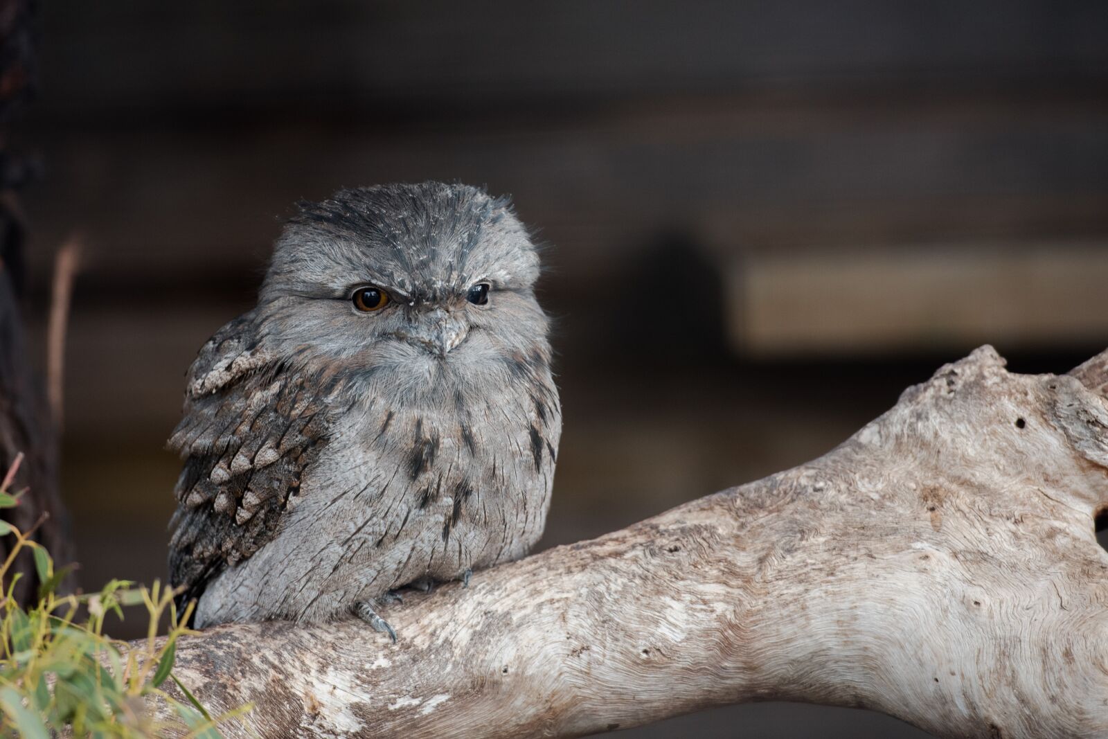 Nikon D750 sample photo. Tawny frogmouth, chick, frogmouth photography