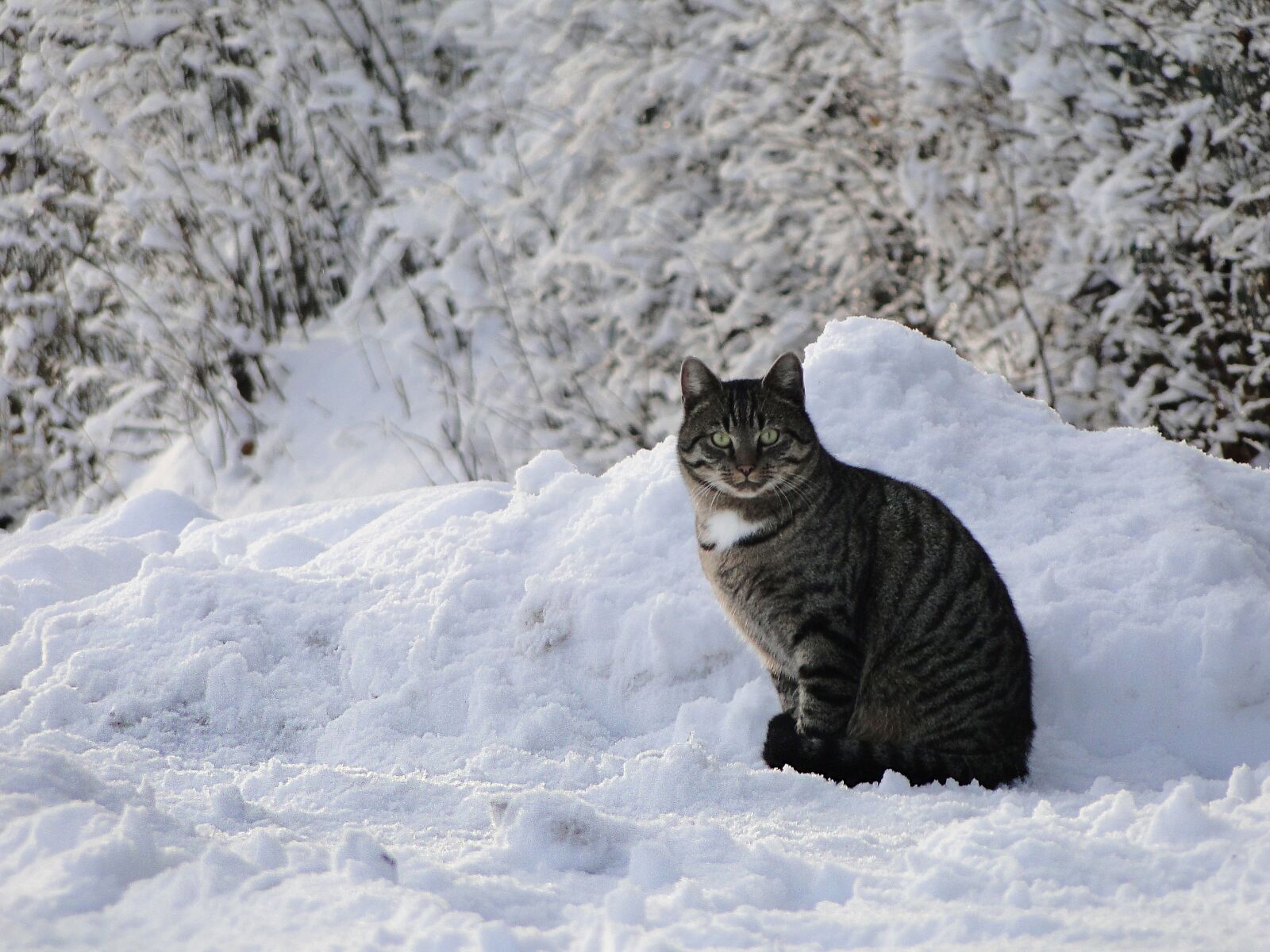 Sony DSC-HX1 sample photo. "Winter, cat in the" photography