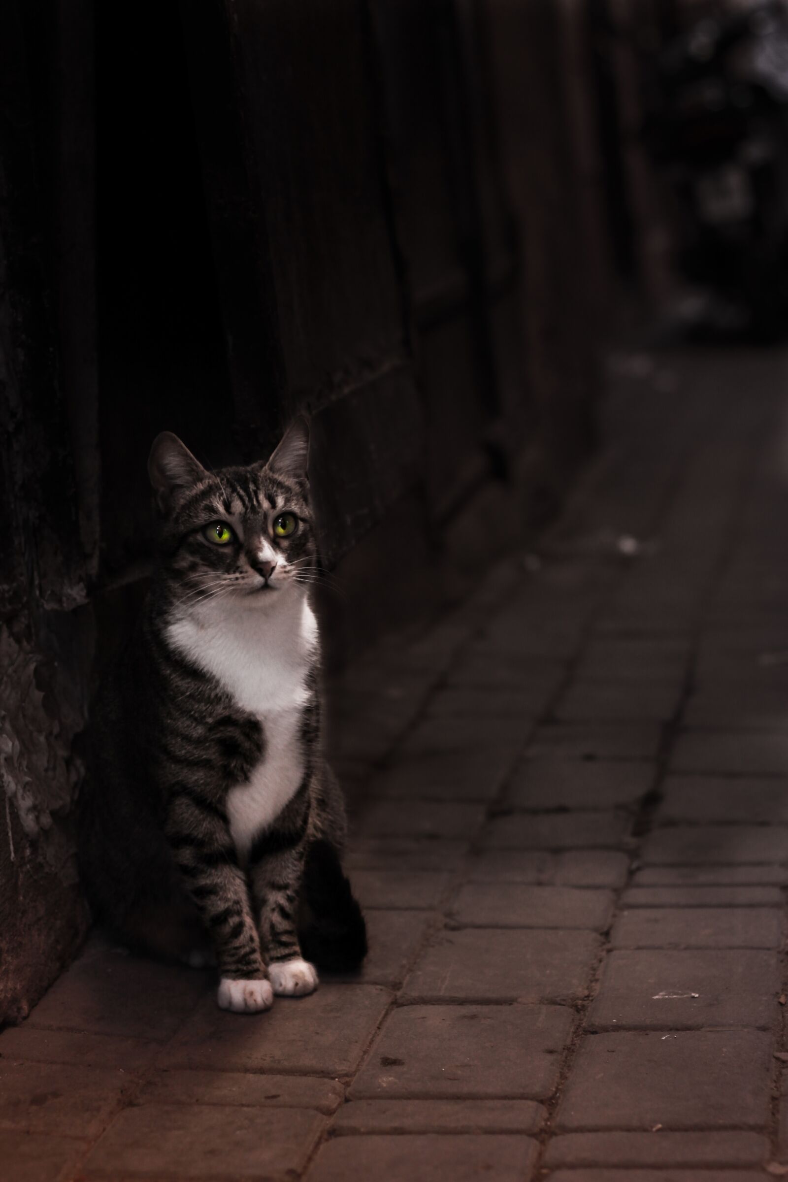 Canon EOS 50D + Canon EF 50mm F1.8 STM sample photo. Cat, animals, black and photography