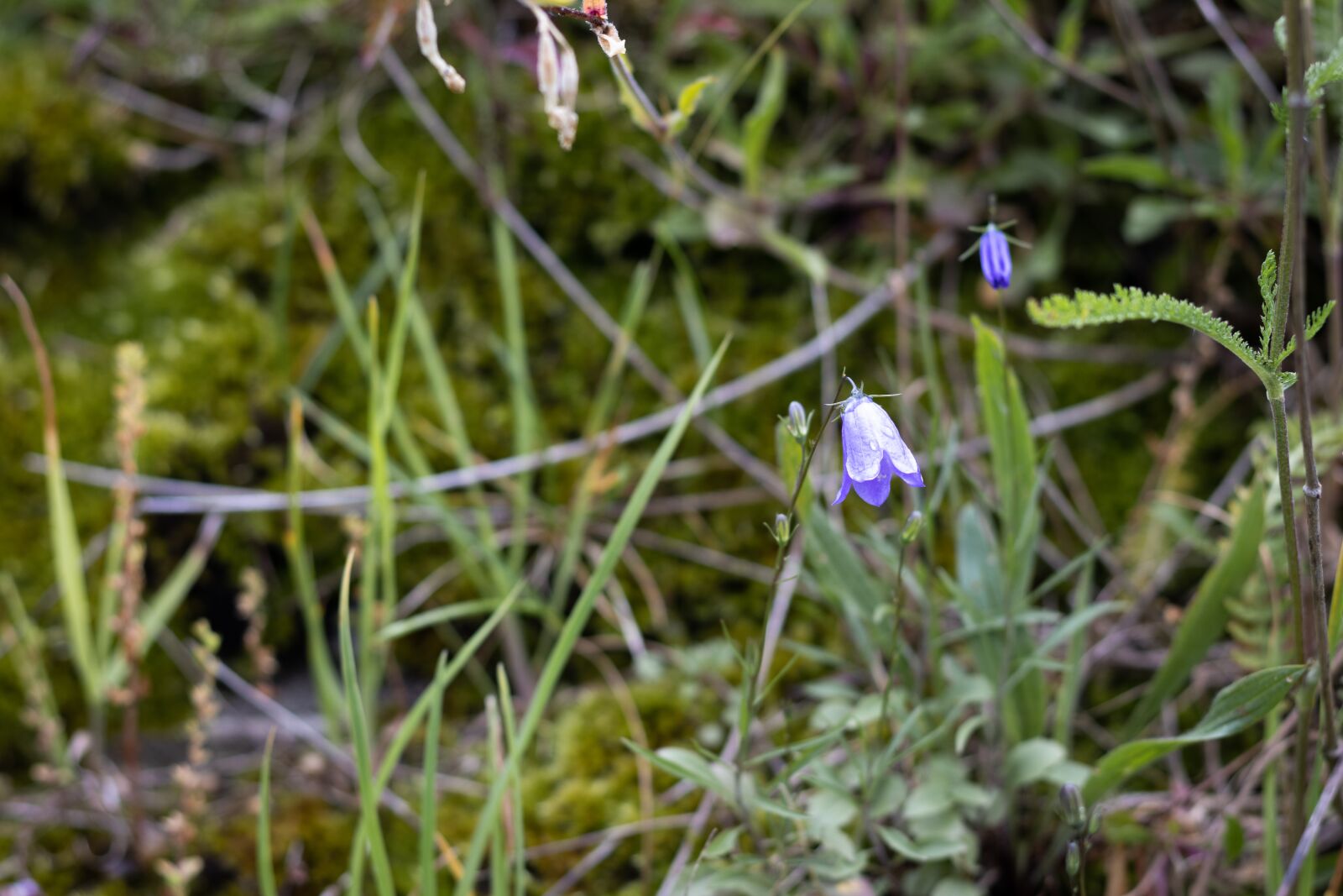 Canon EOS 250D (EOS Rebel SL3 / EOS Kiss X10 / EOS 200D II) + Canon EF 50mm F1.8 STM sample photo. Bluebell, flower, nature photography