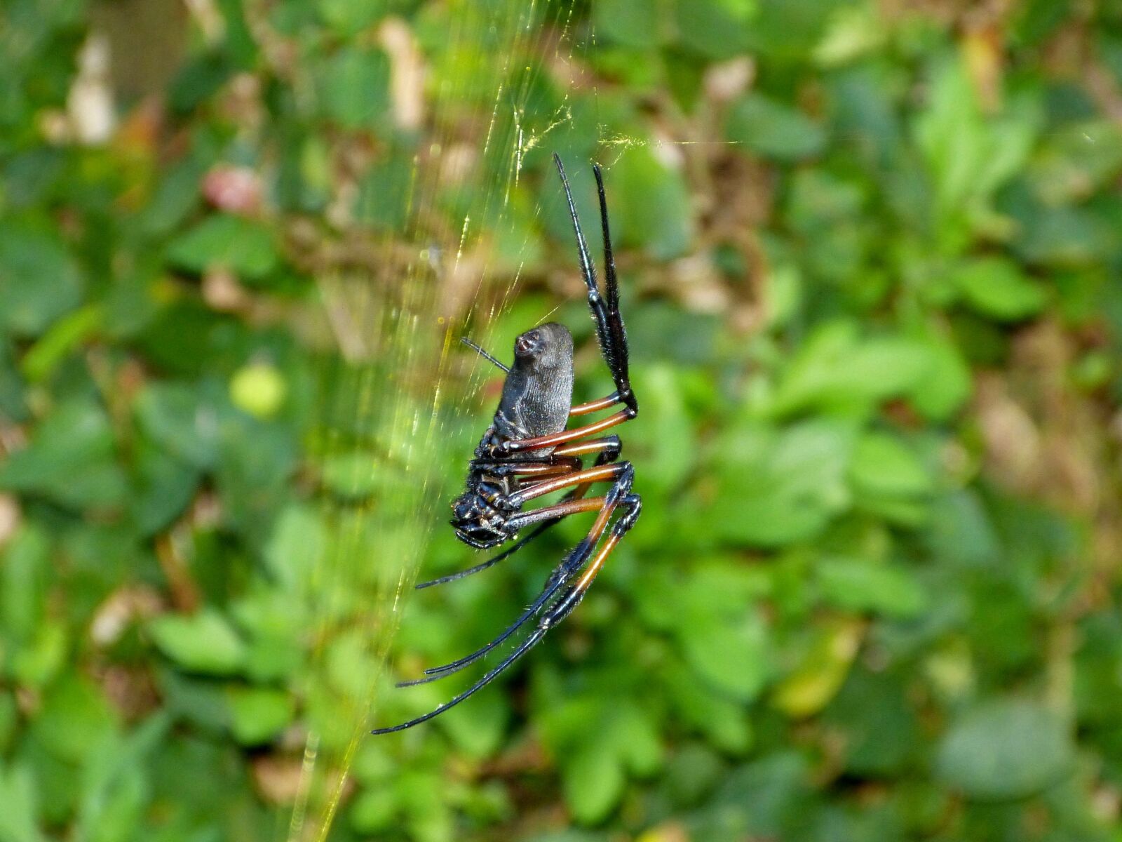 Panasonic Lumix DMC-FZ150 sample photo. Spider, spider web, insect photography