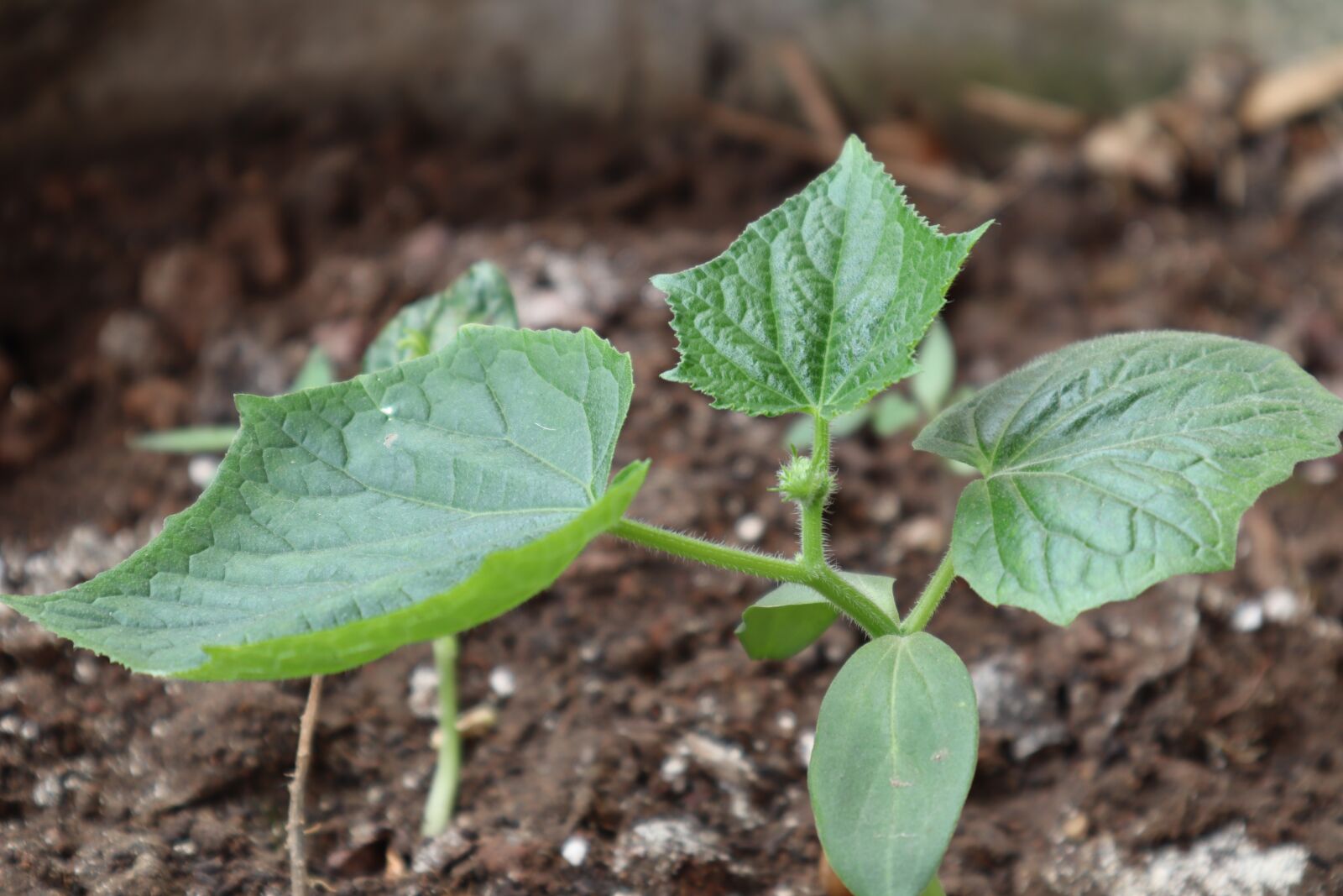 Canon EOS M50 (EOS Kiss M) sample photo. Seedlings, planting trees, cucumber photography