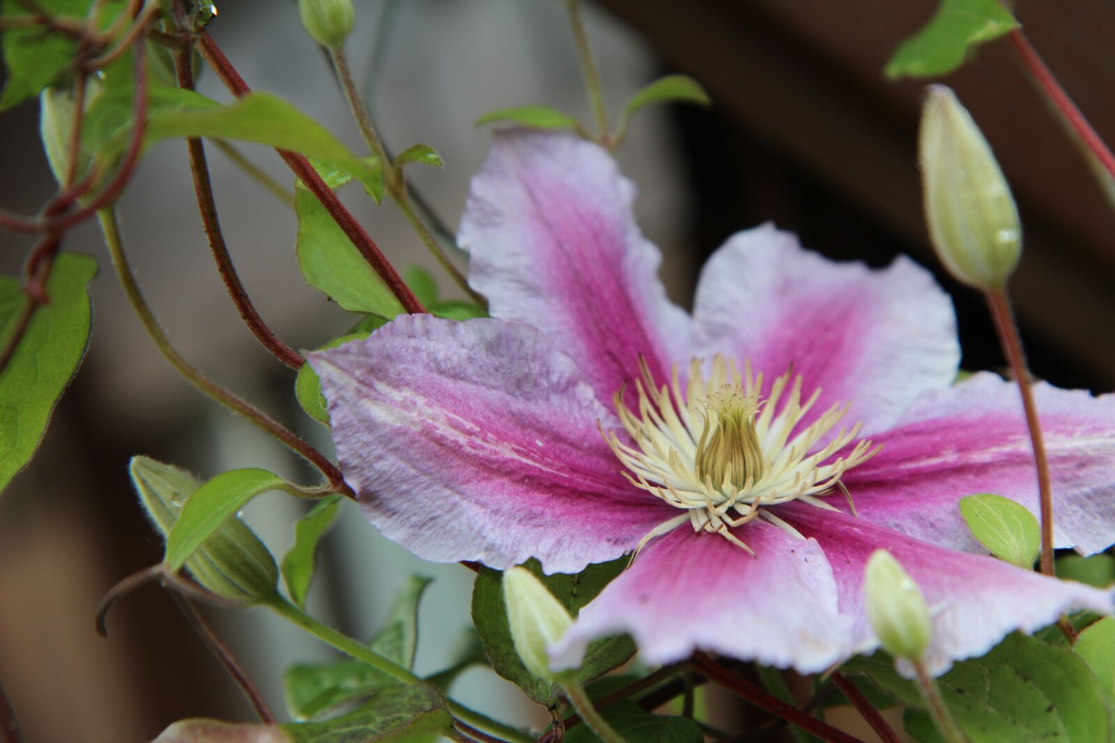 Canon EOS 600D (Rebel EOS T3i / EOS Kiss X5) sample photo. Clematis, clematis pink, creeper photography