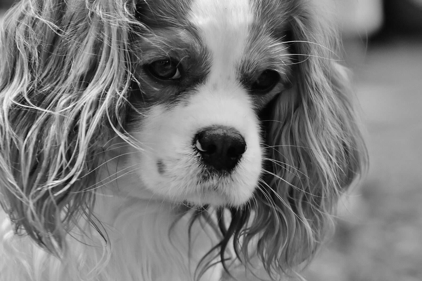 Nikon D7200 sample photo. Dog, hybrid, funny photography
