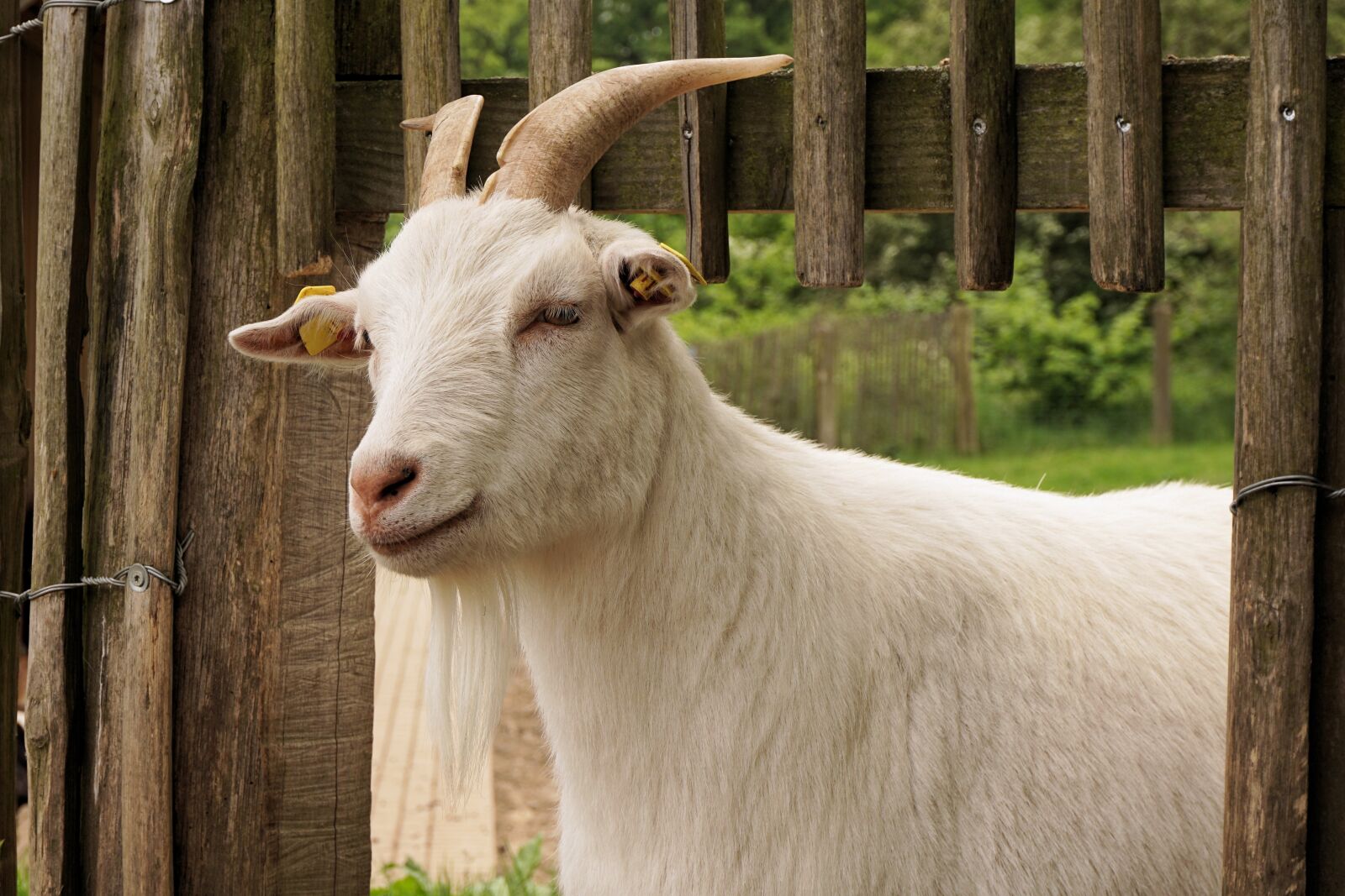 Sony a6000 sample photo. Goat, domestic goat, animal photography