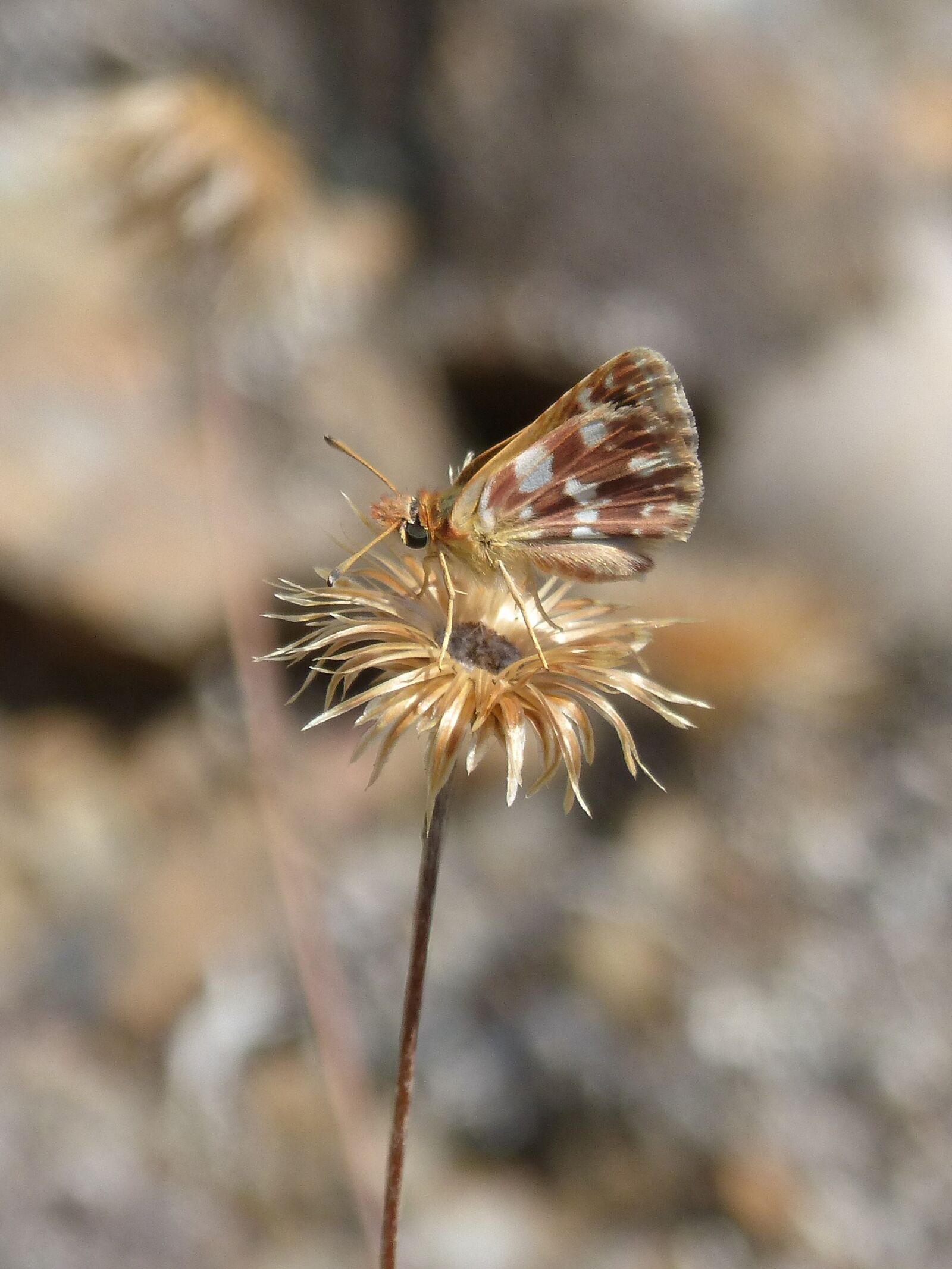 Panasonic DMC-FZ62 sample photo. Butterfly, moth, dry flower photography