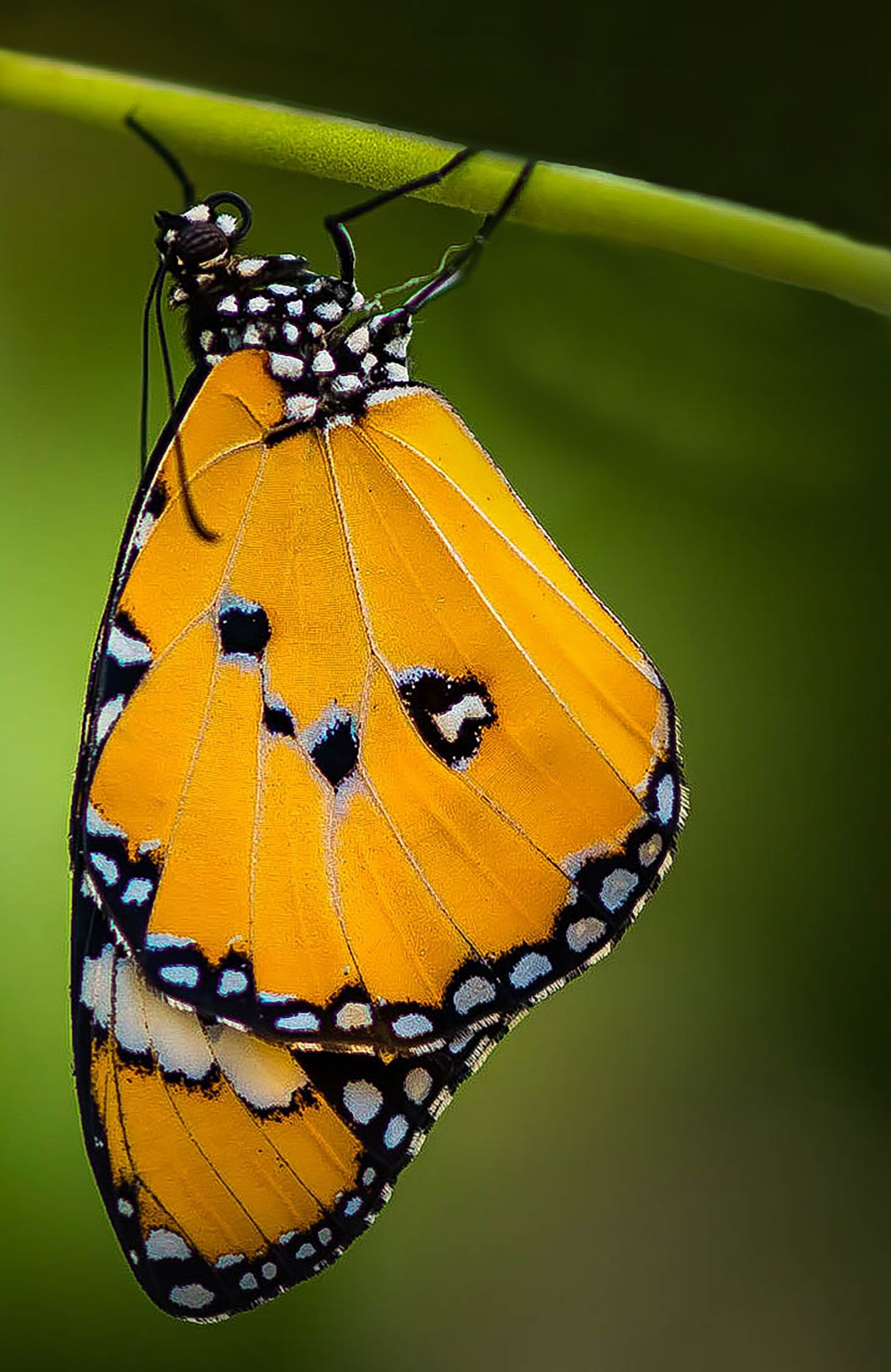 Nikon D610 sample photo. Butterfly, insects, nature photography