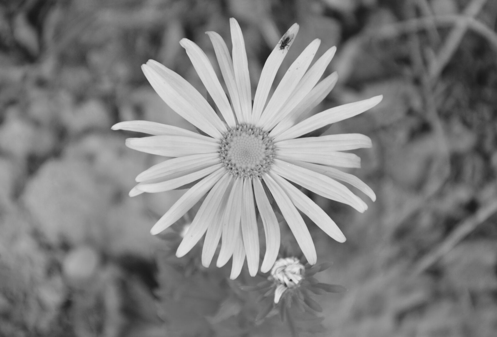 Nikon D5200 sample photo. Flower, flowers, marguerite photography