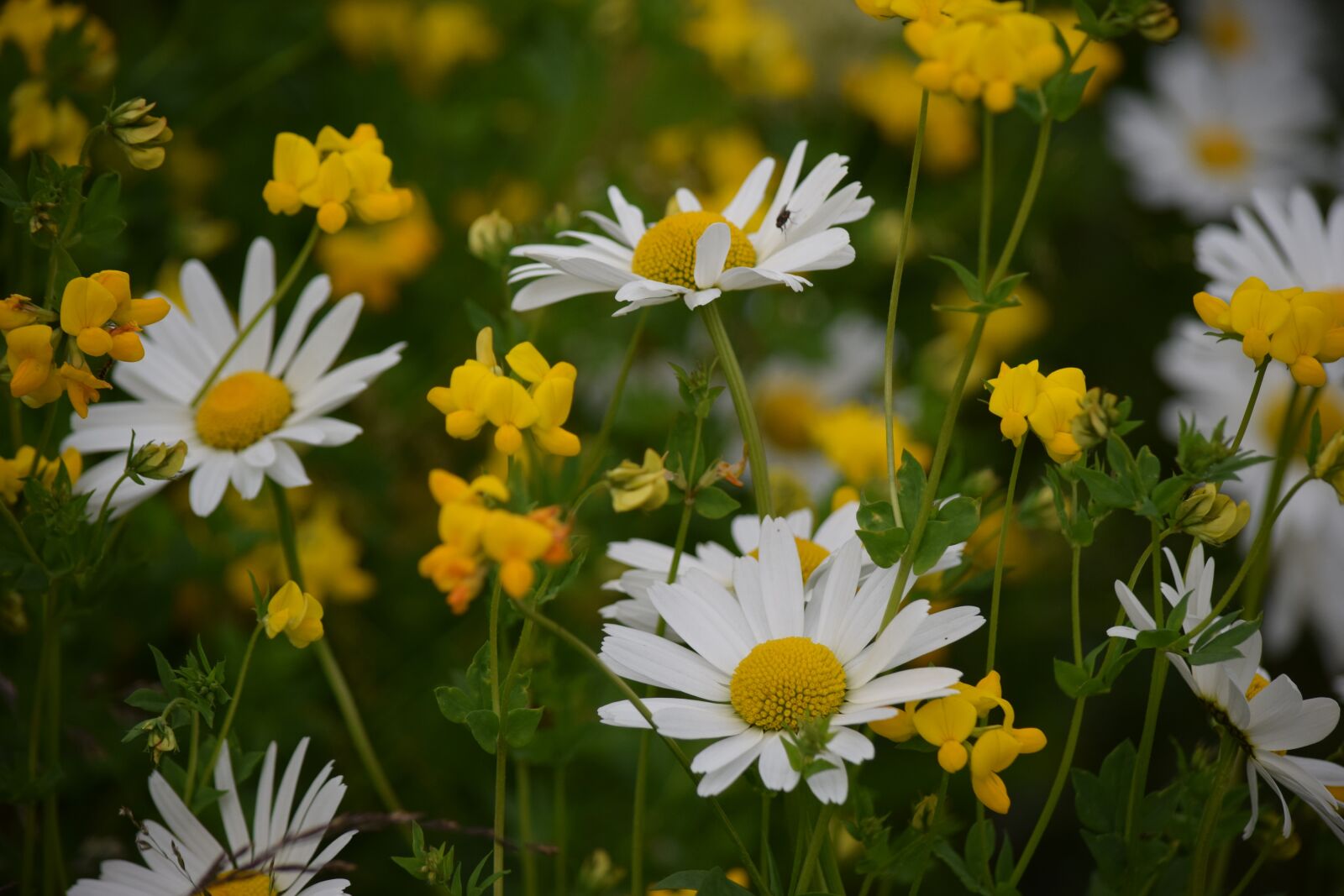 Nikon D5300 sample photo. Flower, yellow, daisy photography