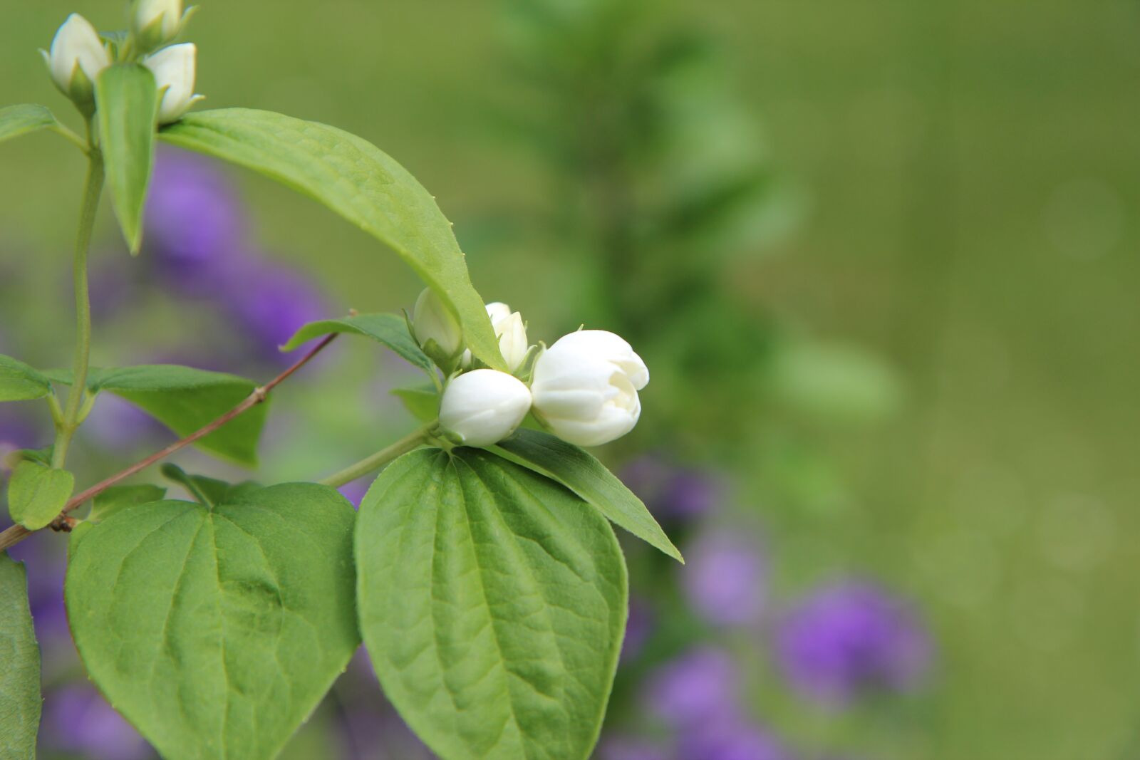 Canon EOS 600D (Rebel EOS T3i / EOS Kiss X5) sample photo. Mock-orange, seringat, button mock-orange photography