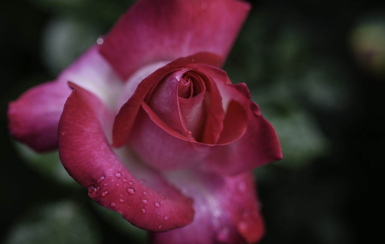 Nikon D5100 sample photo. Rose, blossom, bloom photography