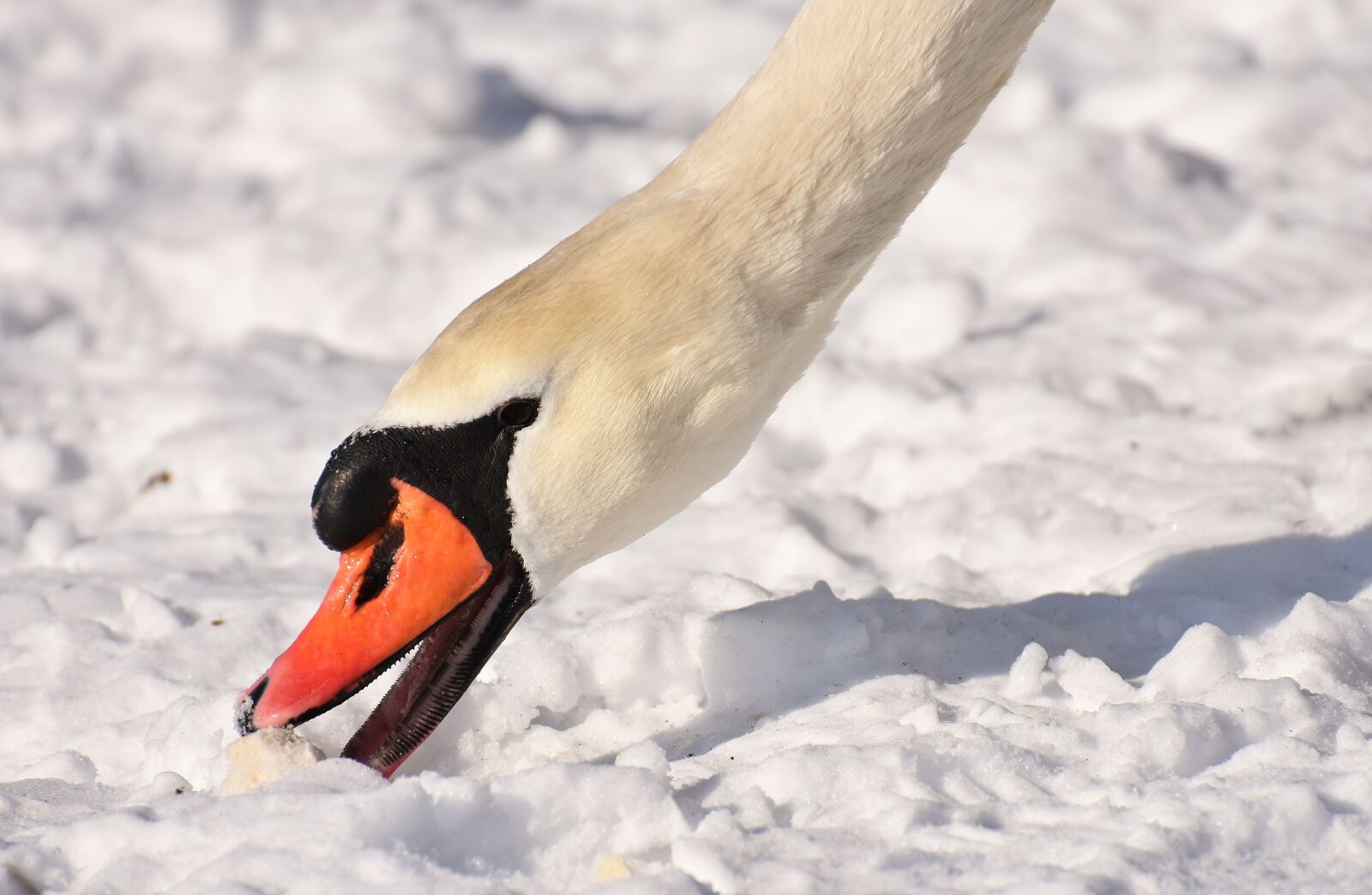Nikon D7200 sample photo. Swan, waterfowl, poultry photography