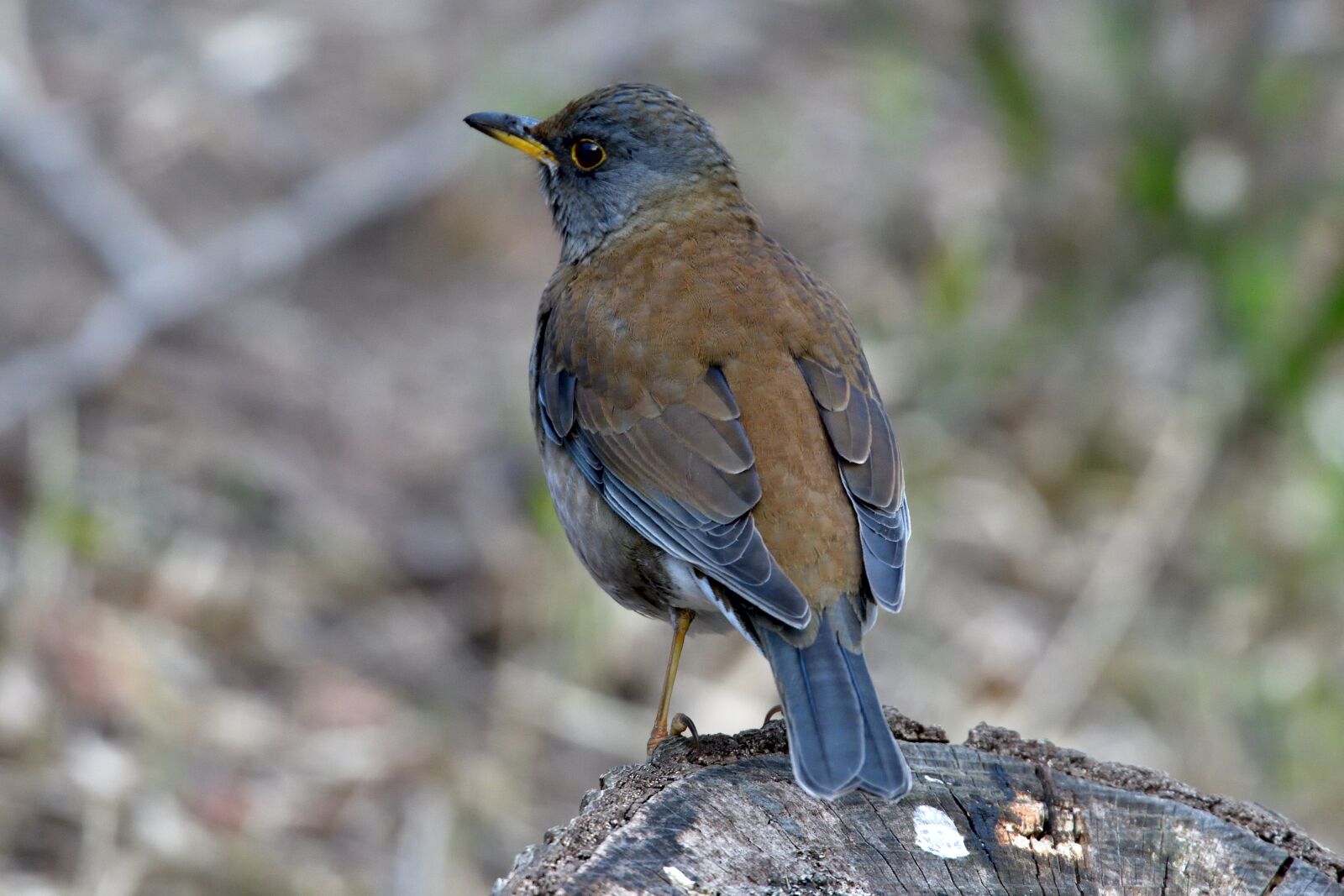 Nikon D500 sample photo. Natural, wild animals, bird photography