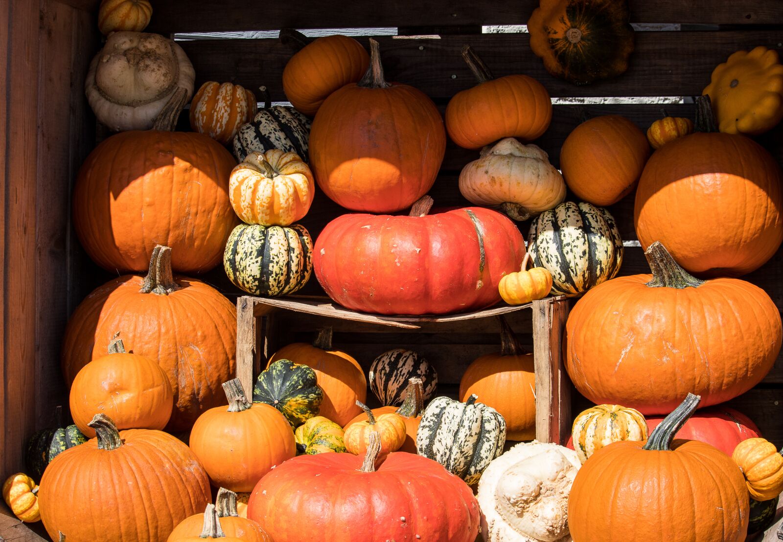Canon EF-S 55-250mm F4-5.6 IS STM sample photo. Pumpkin, pumpkins, vegetables photography