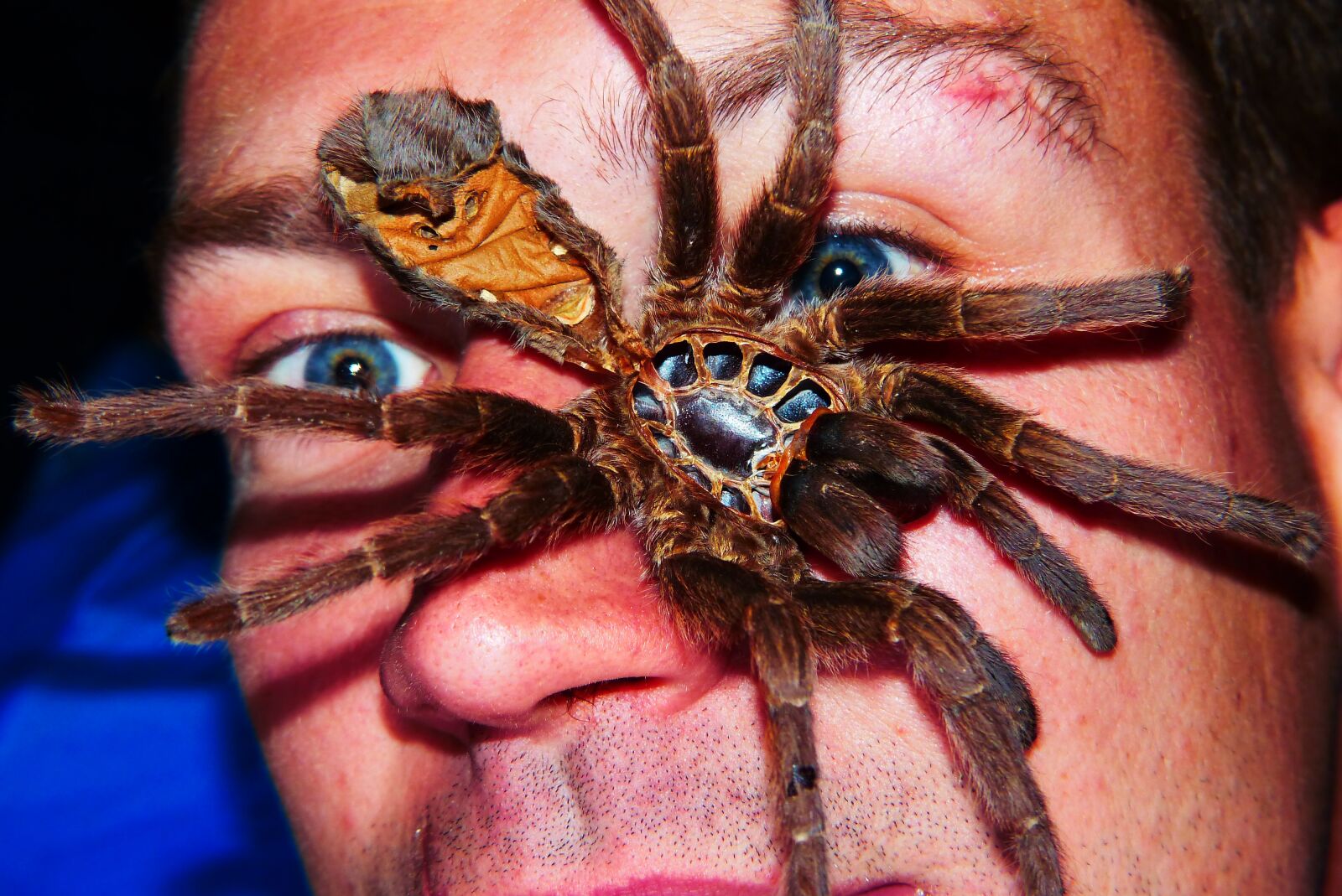 Panasonic Lumix DMC-FZ200 sample photo. Birdman, molt, arachnid photography