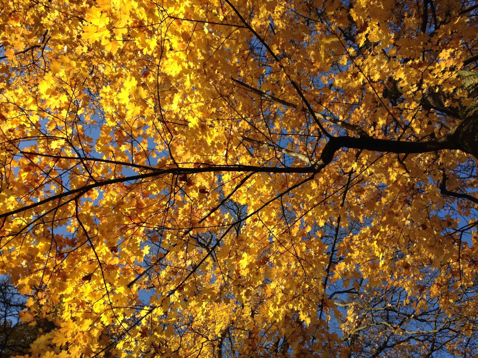 iPhone 5 back camera 4.12mm f/2.4 sample photo. Autumn, tree, according to photography