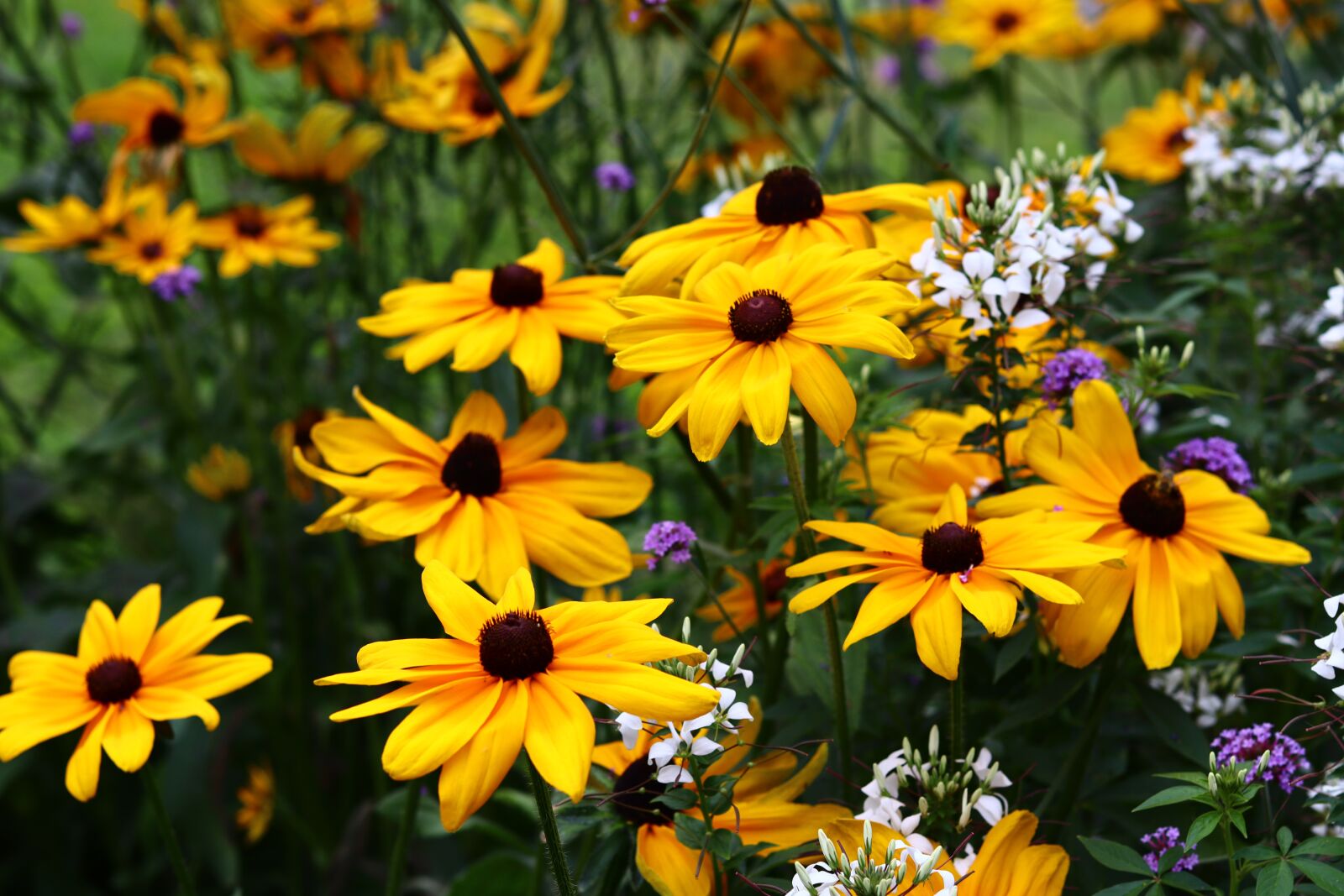 Canon EOS M50 (EOS Kiss M) sample photo. Sunflower, yellow, meadow photography