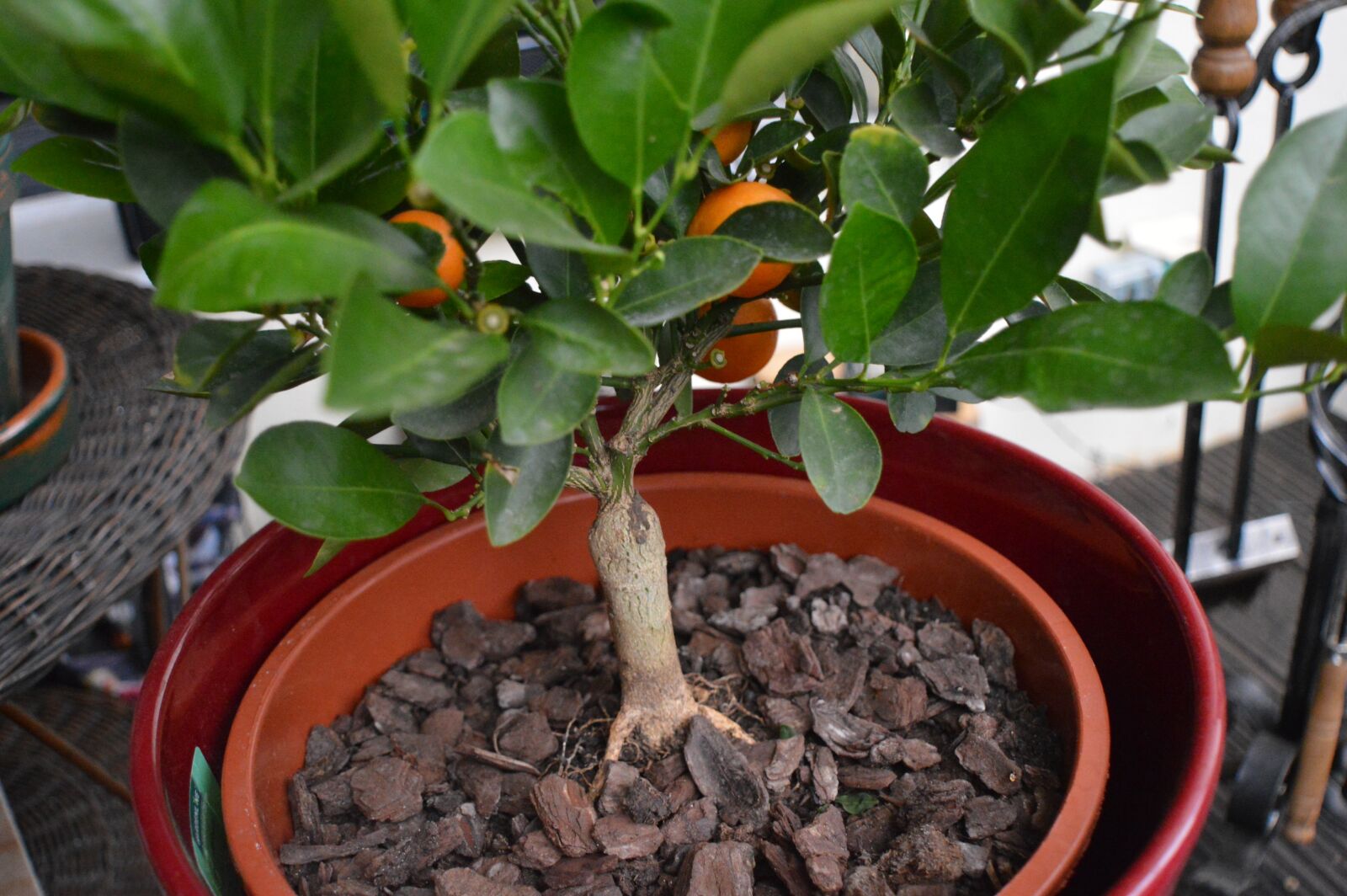 Nikon D3200 sample photo. Orange tree, summer, bloom photography