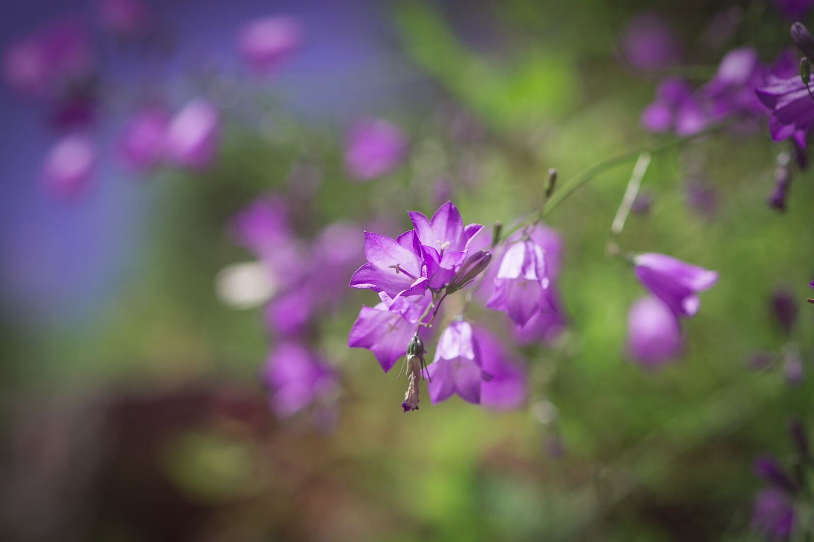 Nikon D7100 sample photo. Bellflower, purple, purple bellflower photography