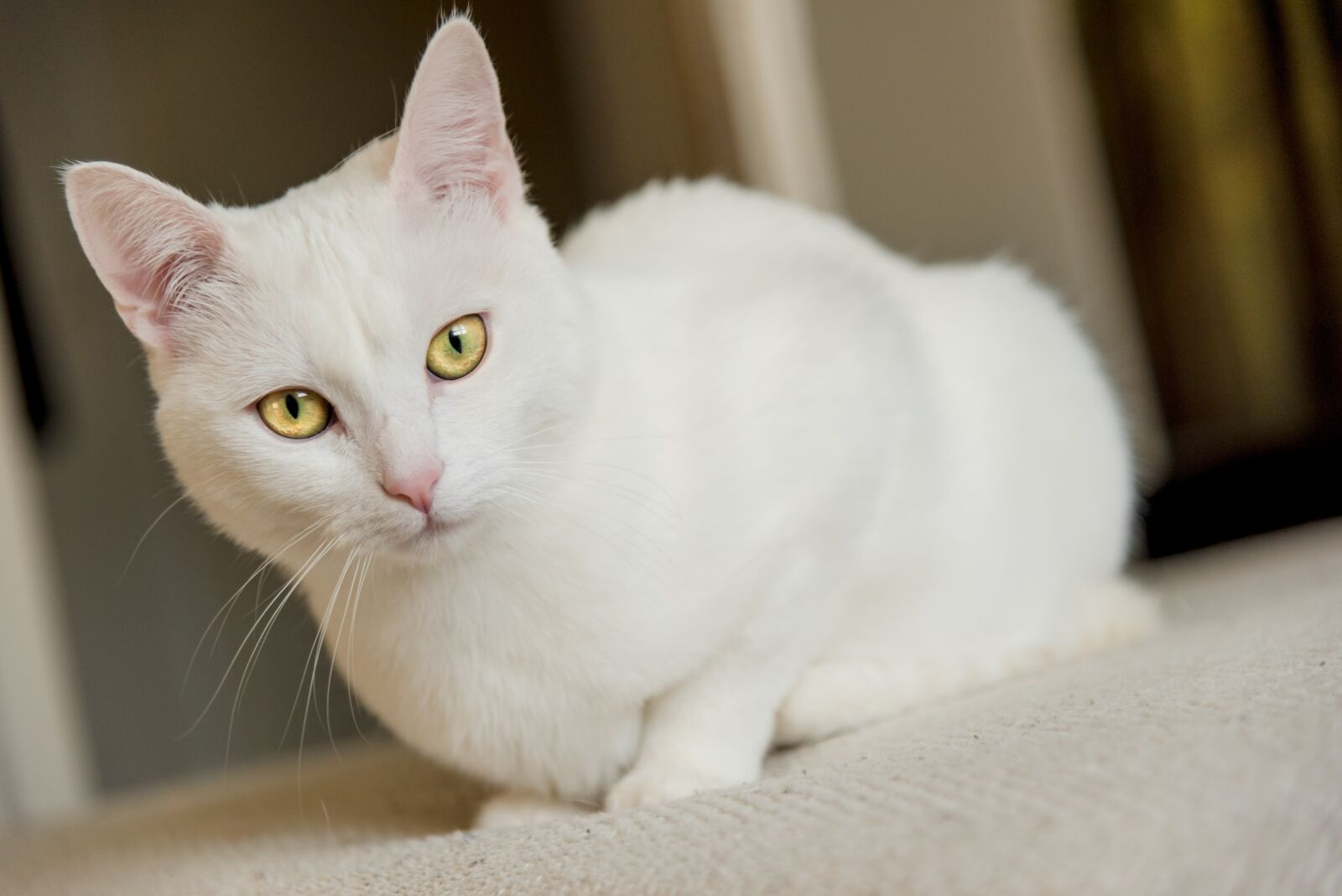 Nikon D750 sample photo. White cat, cat, pet photography