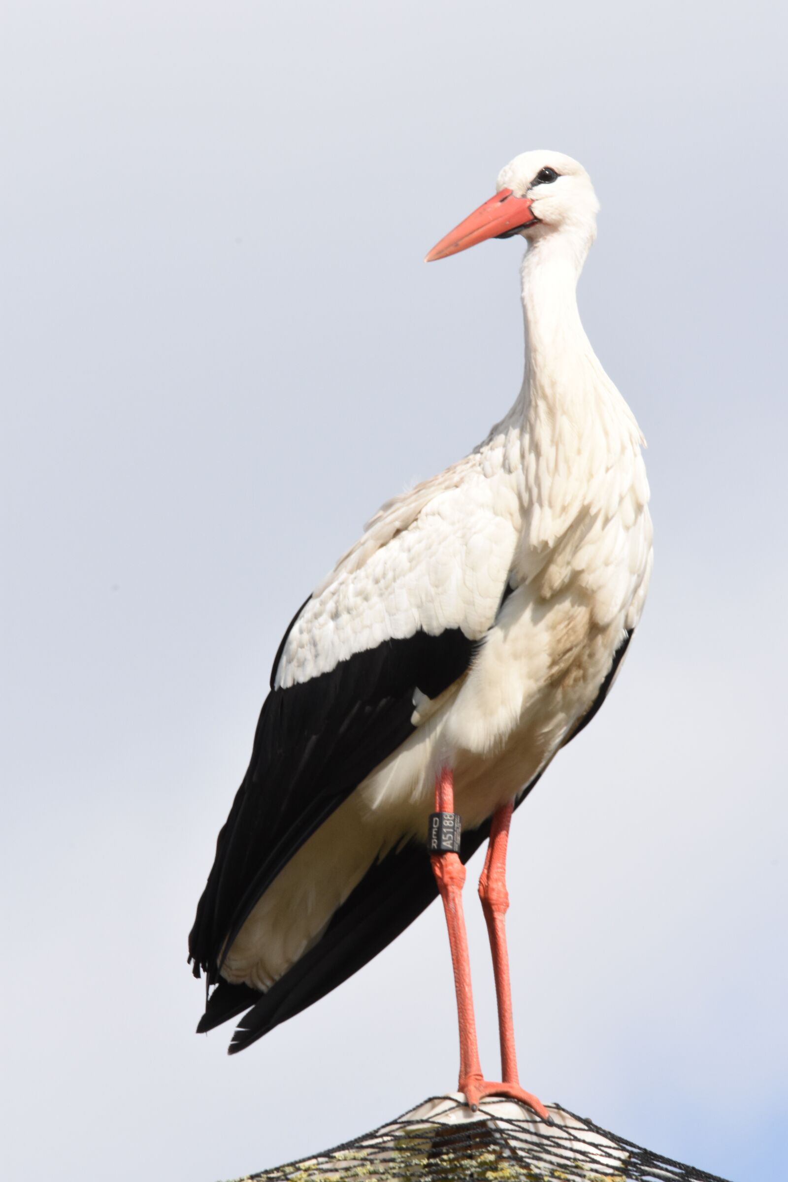 Nikon D7200 sample photo. Birds, wildlife, nature photography