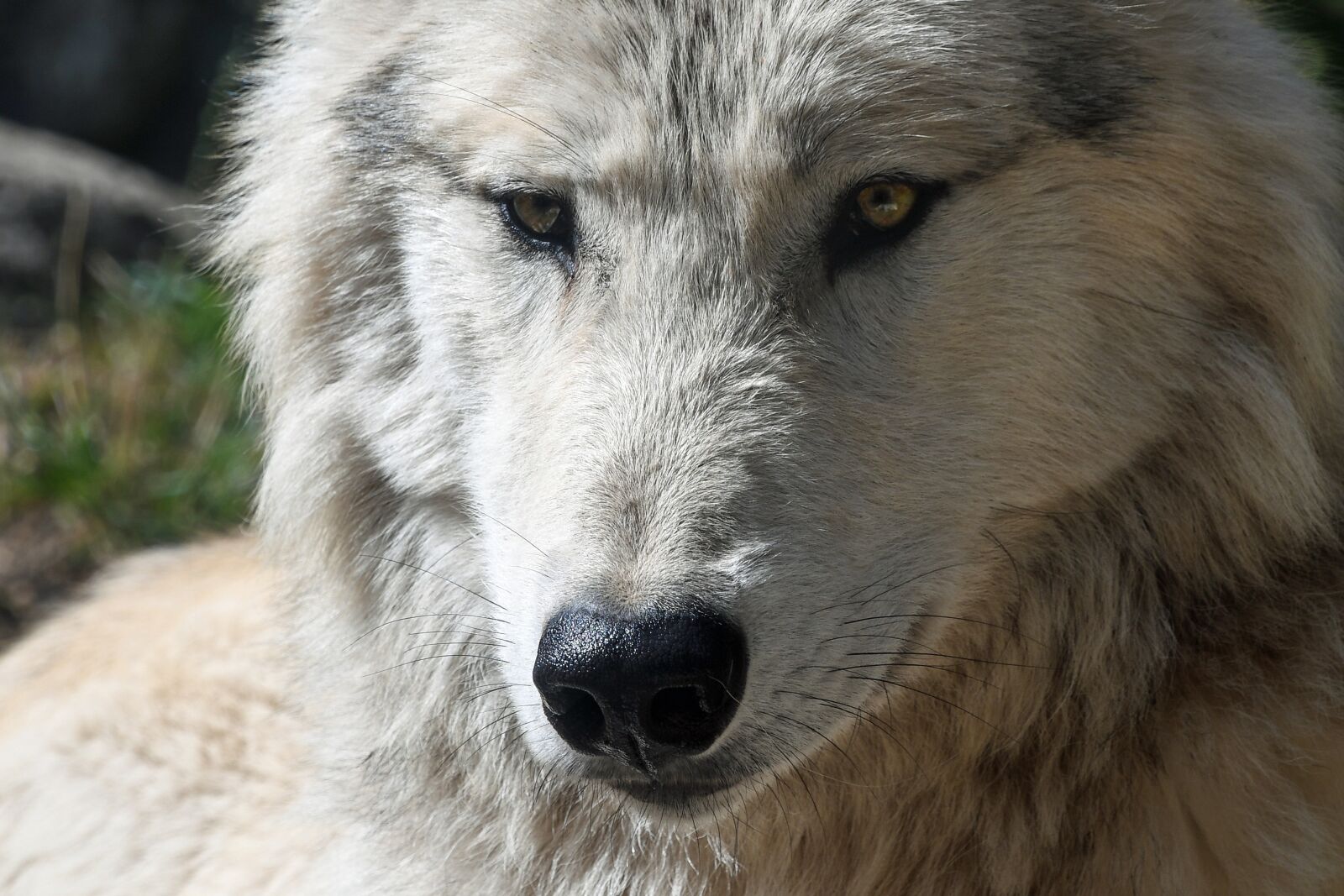 Nikon D500 sample photo. Wolf, predator, head photography