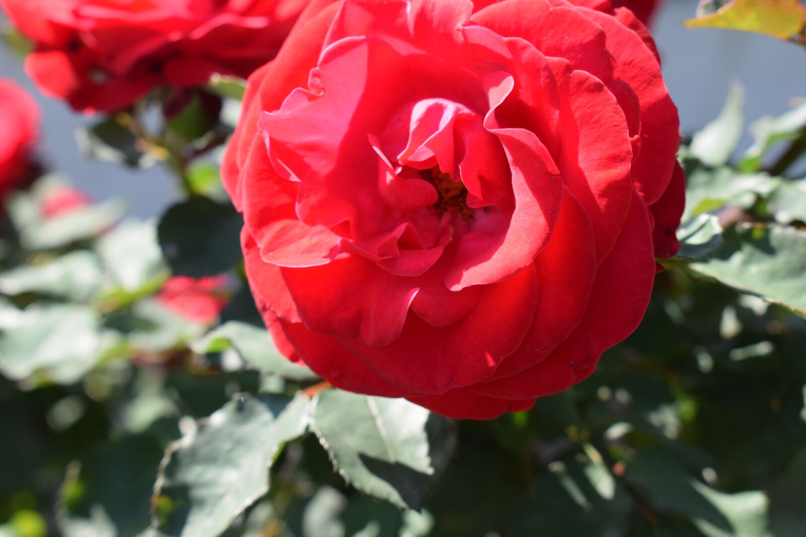 Nikon D5300 sample photo. Rose, red rose, romantic photography
