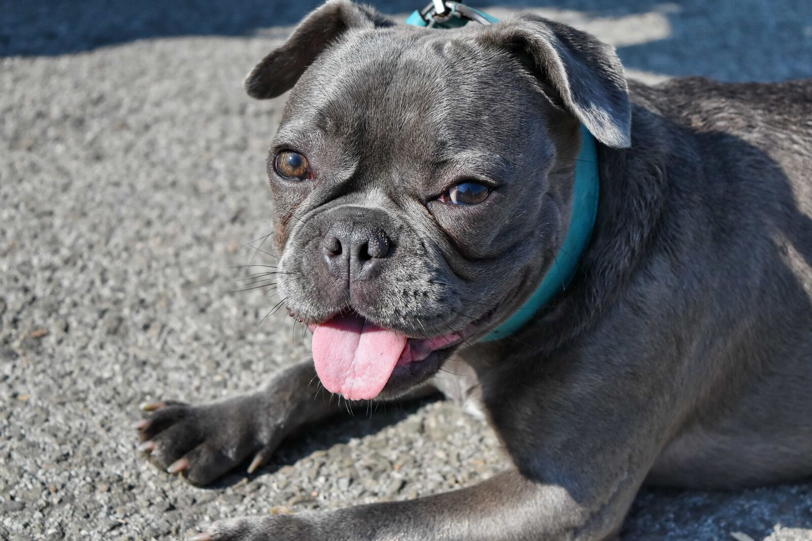 Nikon D5500 sample photo. Grey, head, portrait, tongue photography