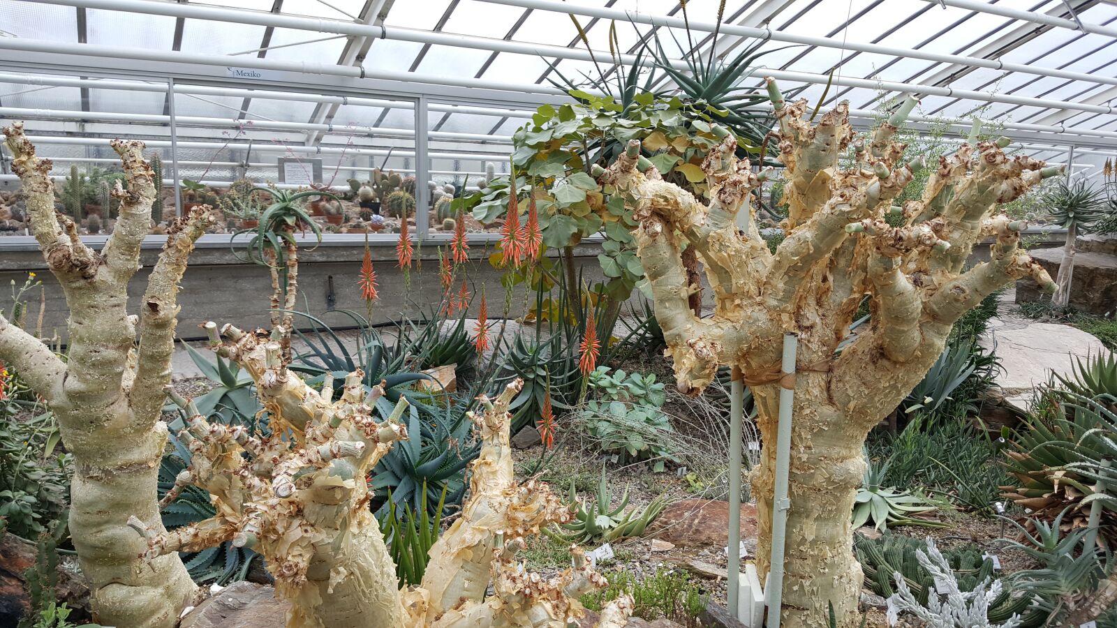 Samsung GALAXY S6 edge sample photo. Botanical garden, bavaria, plant photography