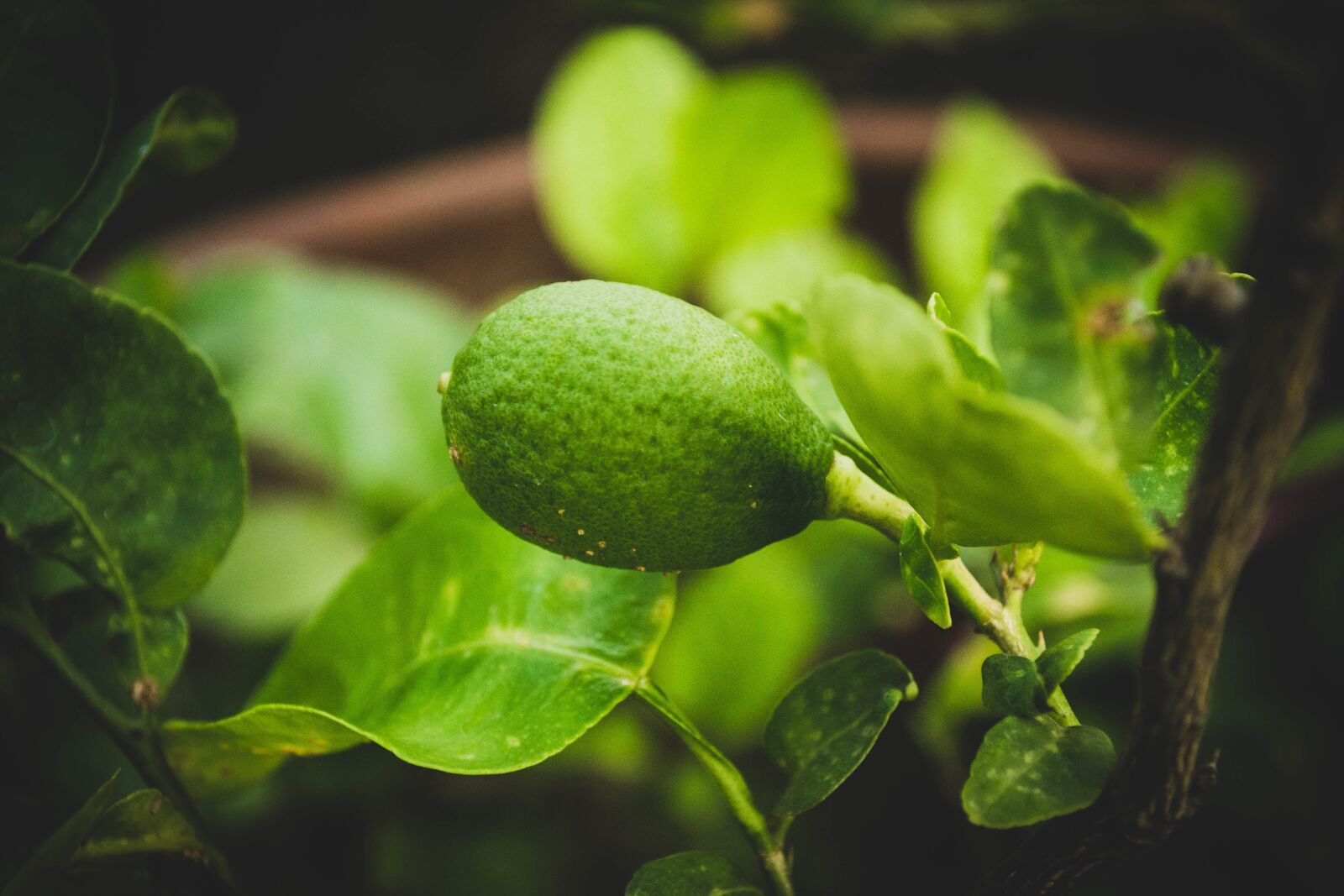 Nikon D3100 sample photo. Lemon, plants, nature photography