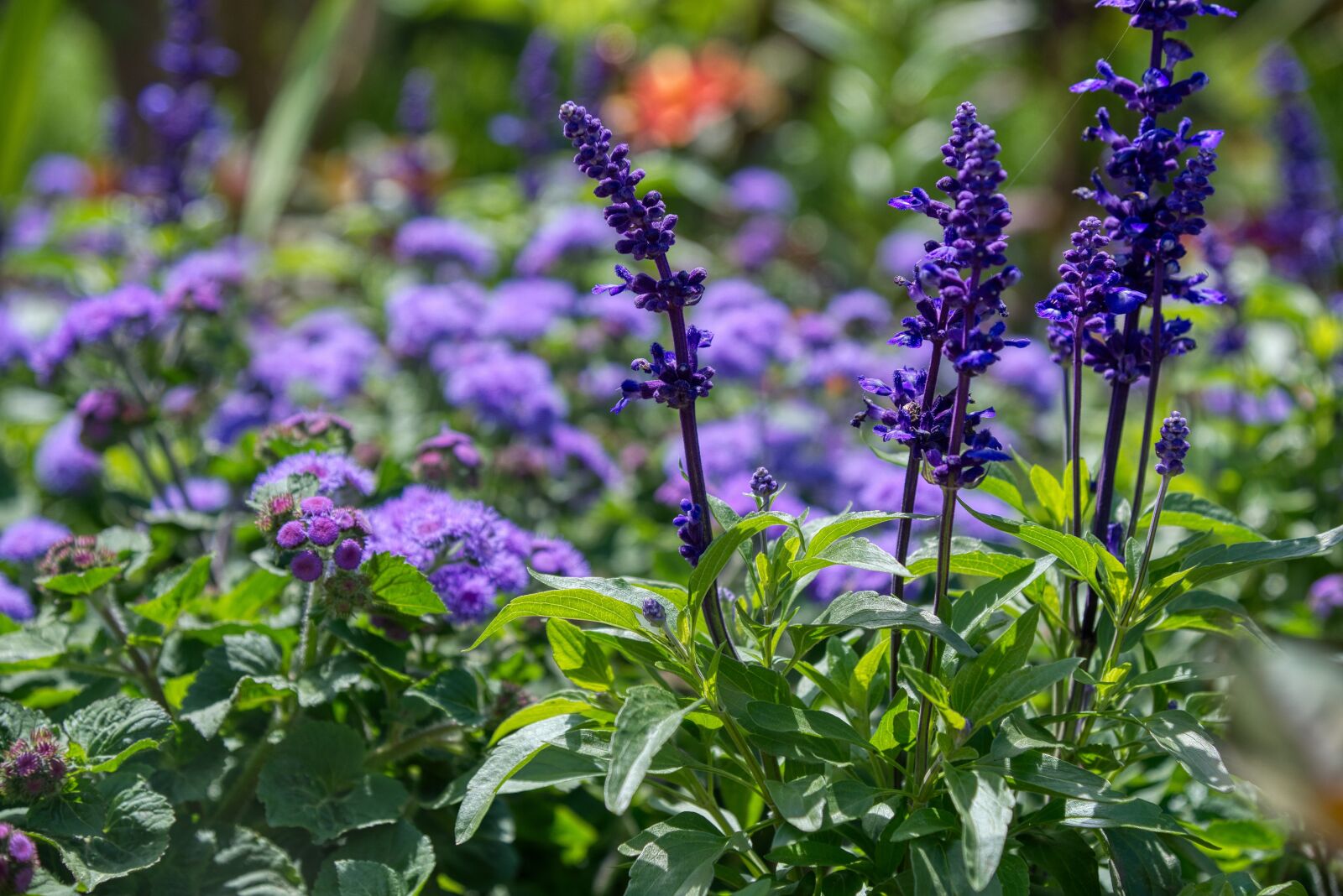 Nikon D750 sample photo. Flower garden, flowers, purple photography