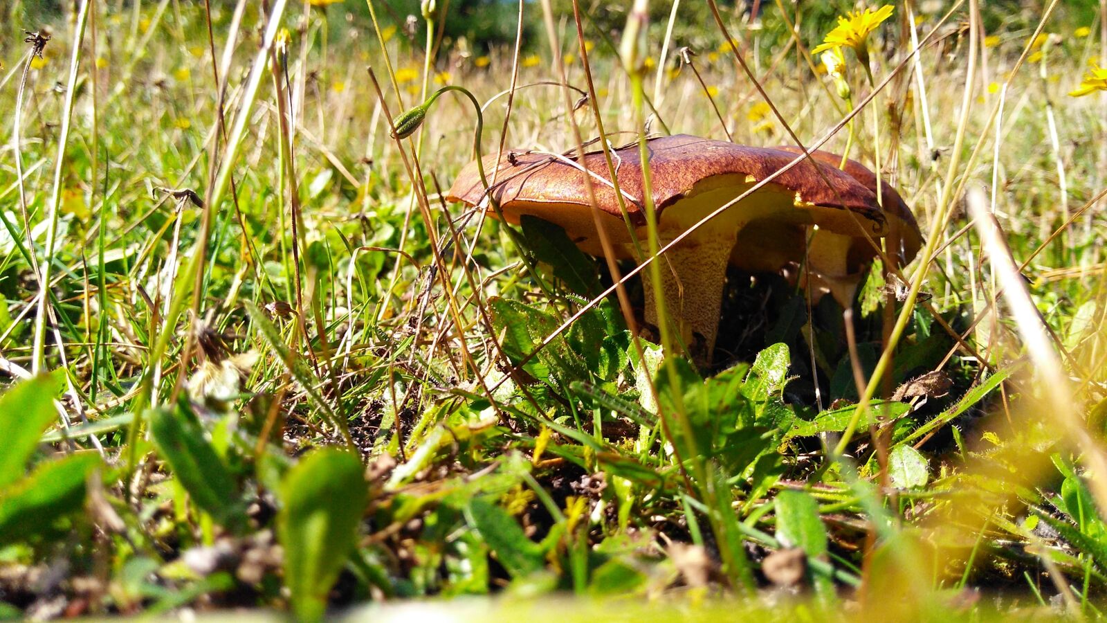 Motorola Moto G Play sample photo. Callampa, fungus, prado photography