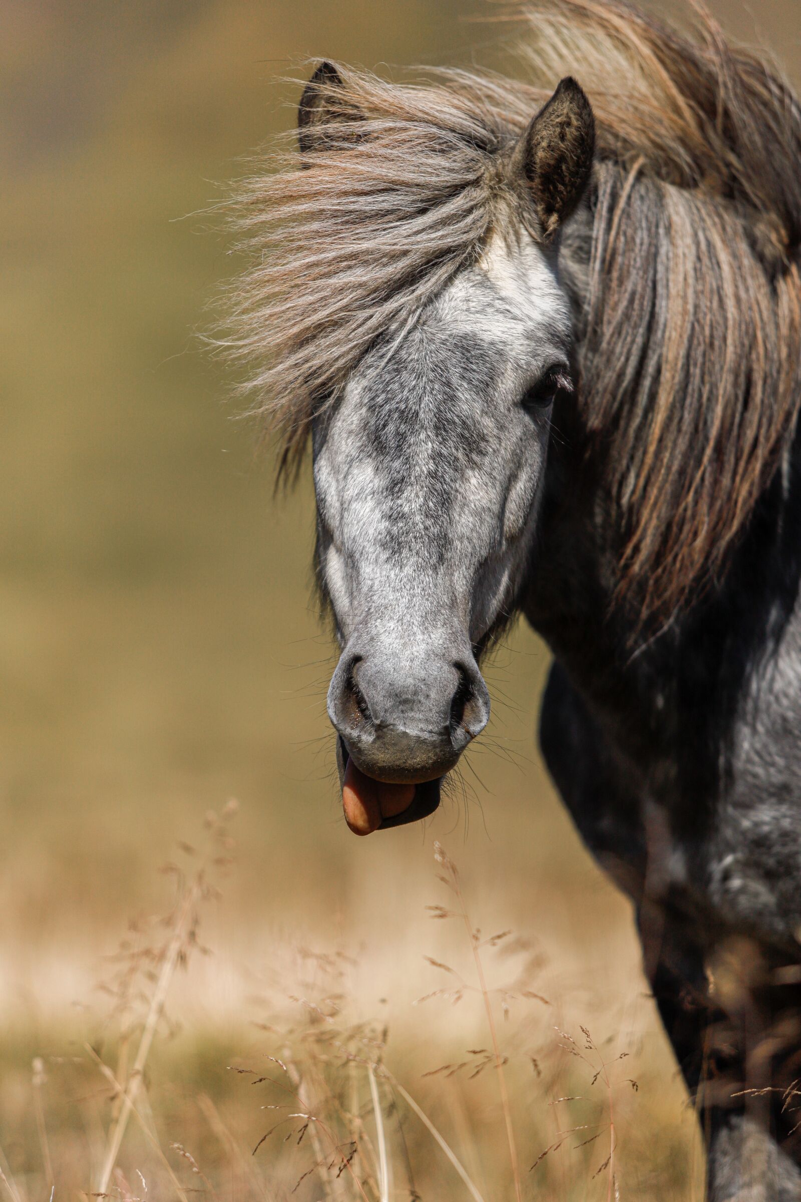Canon EF 70-200mm F2.8L USM sample photo. Horse, pony, iceland pony photography