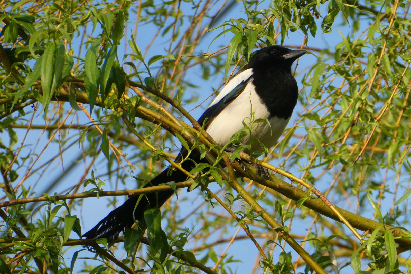 Panasonic Lumix DC-ZS70 (Lumix DC-TZ90) sample photo. Magpie, tree, branch photography