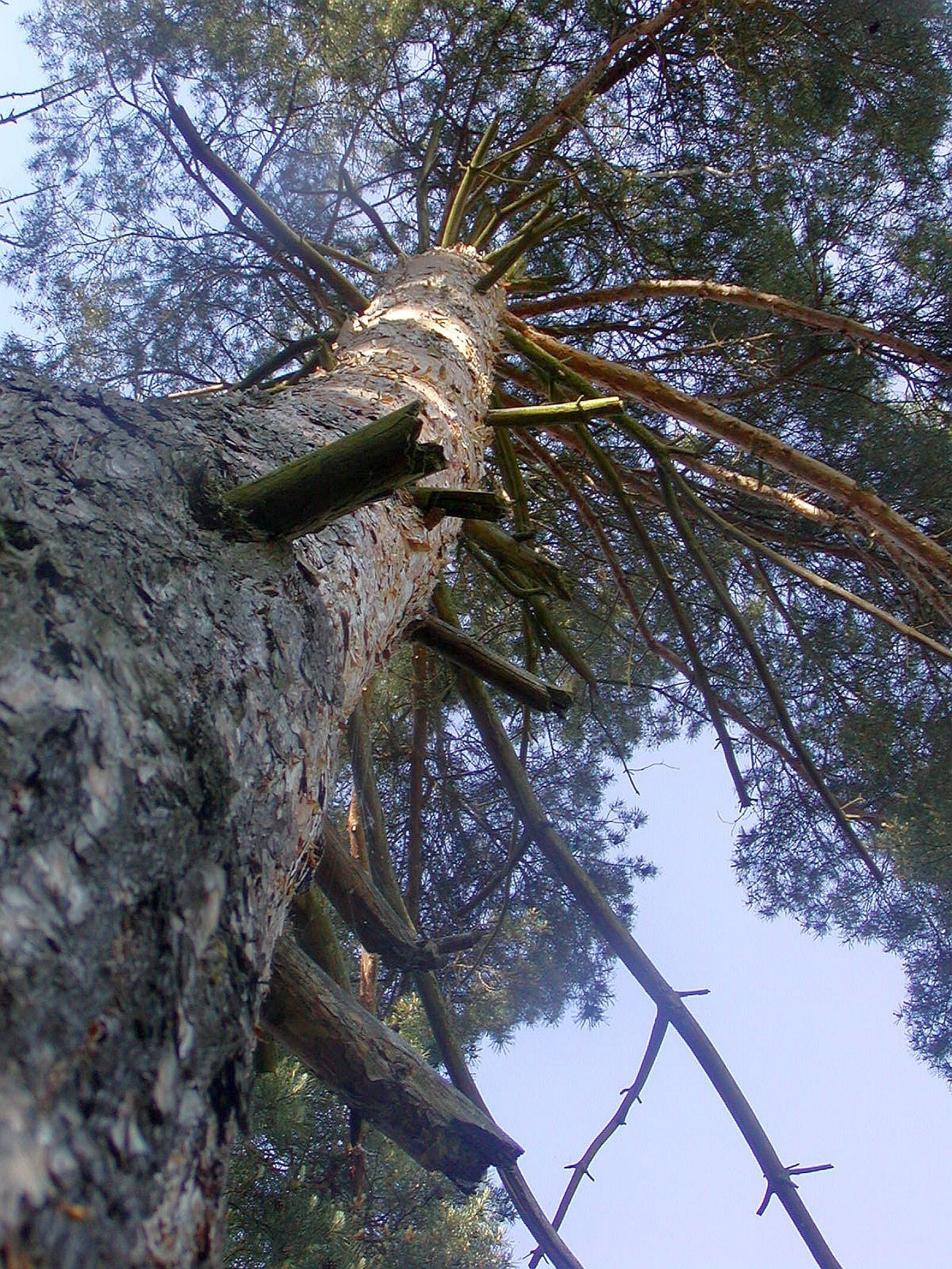 Olympus C700UZ sample photo. Tree, high, view photography