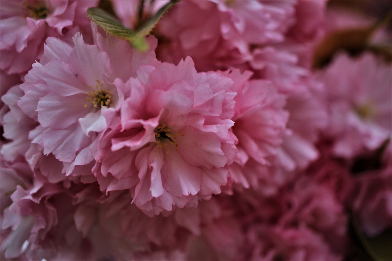 Canon EF-S 35mm F2.8 Macro IS STM sample photo. Blossom, bloom, rose photography