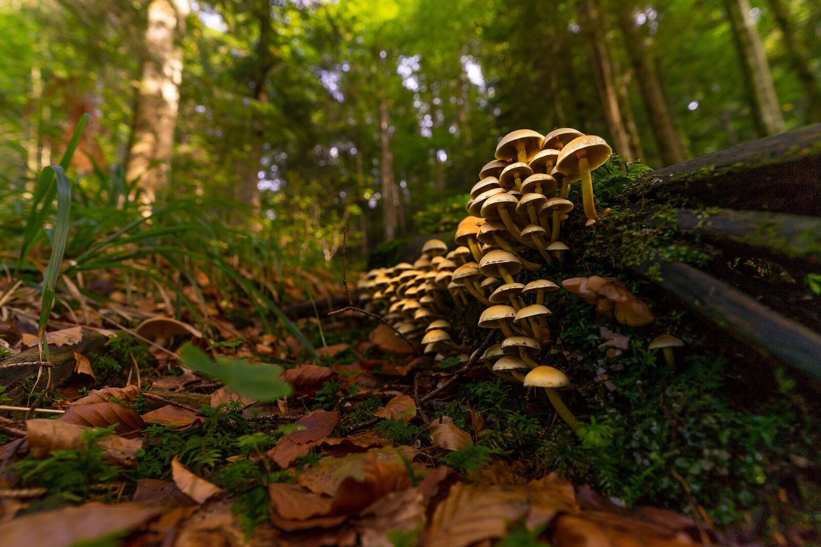 Sony a7 II + ZEISS Batis 18mm F2.8 sample photo. Nature, mushroom, autumn photography