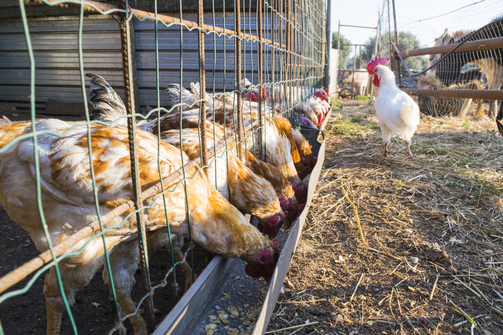 Nikon D5300 sample photo. Gallo, hens, orders photography