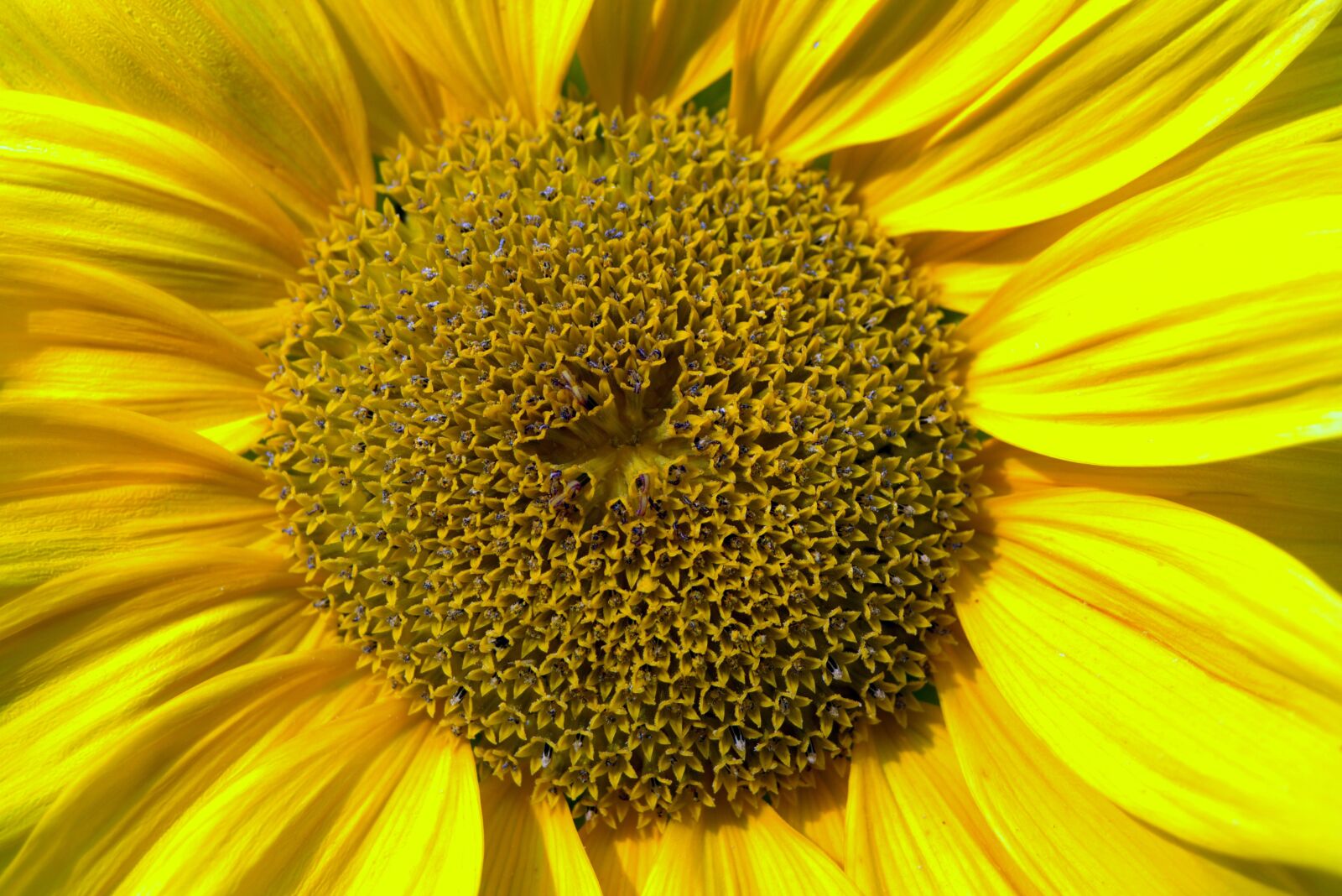 Pentax K-S2 sample photo. Sunflower, yellow, garden photography