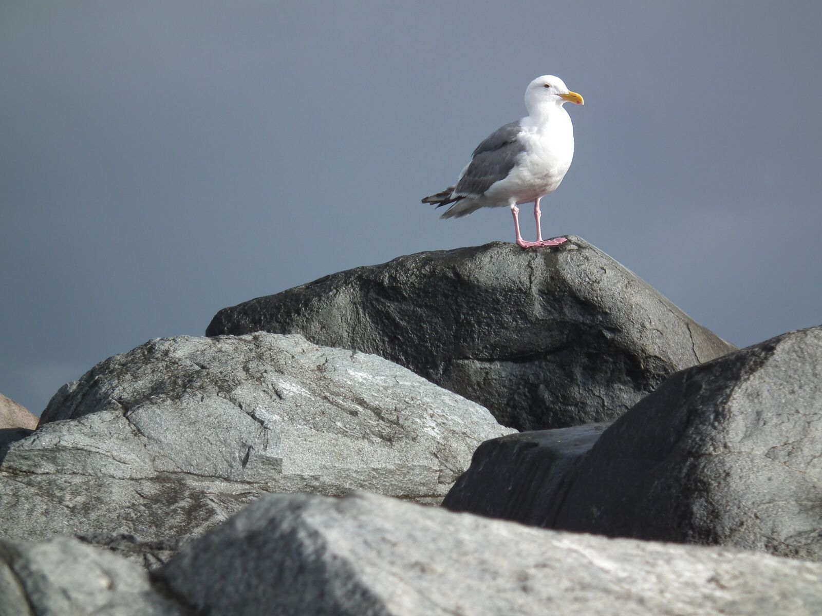 FujiFilm FinePix HS10 (FinePix HS11) sample photo. Seagull, rocks, ocean photography