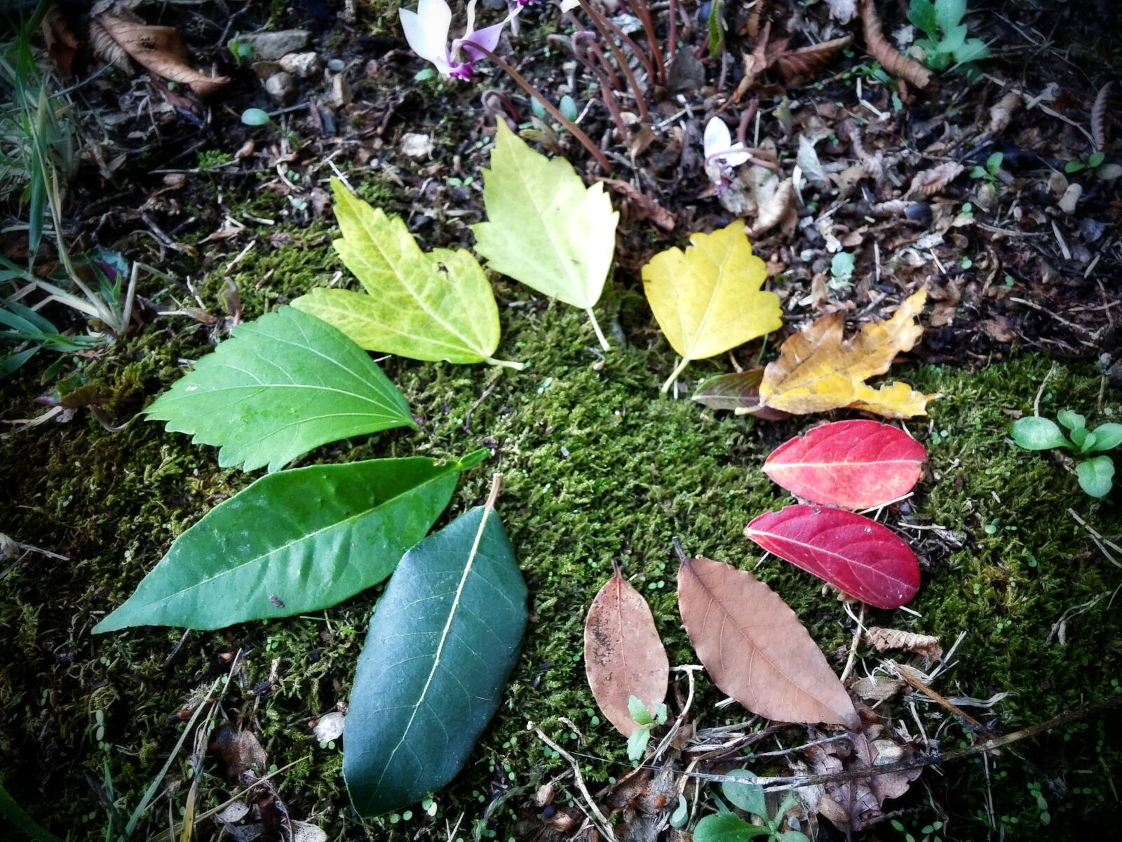 LG G FLEX2 sample photo. Autumn, leaves, circle, circle photography