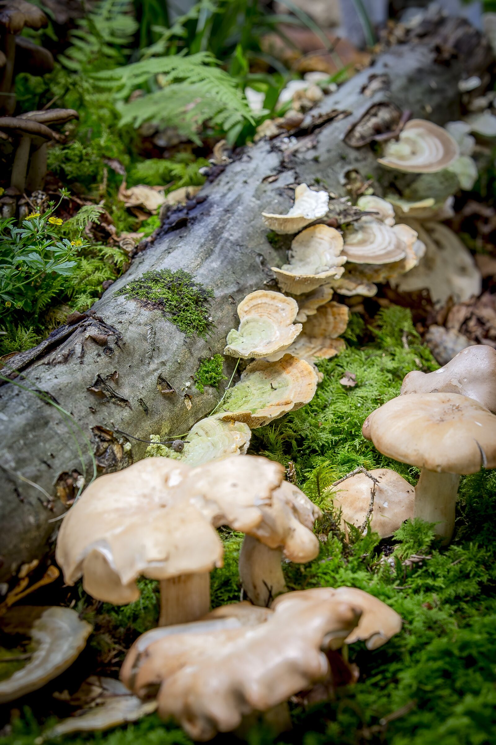 Canon EOS 6D sample photo. Mushroom, moss, autumn photography