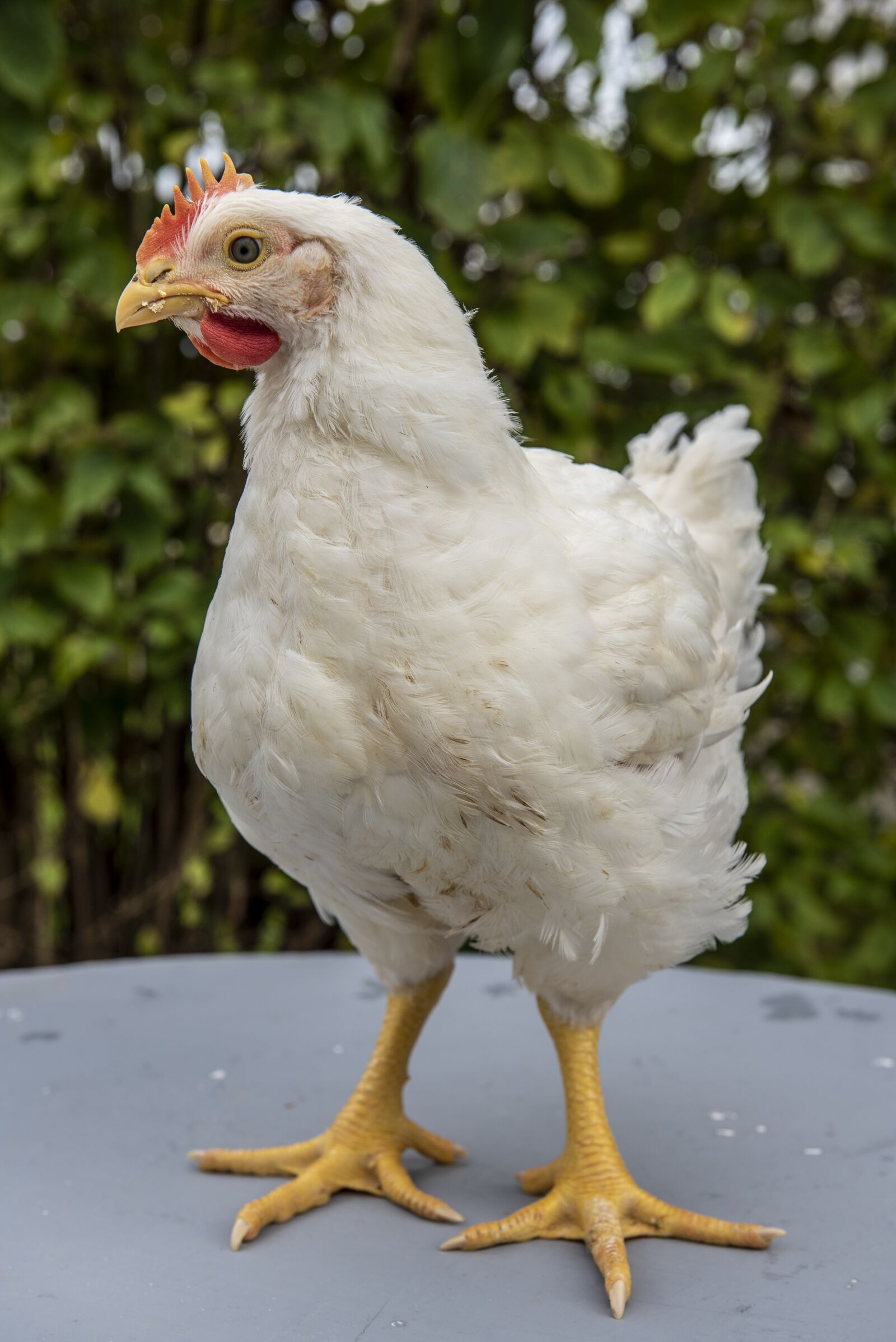 Nikon D750 sample photo. Chicken, natural food, homemade photography