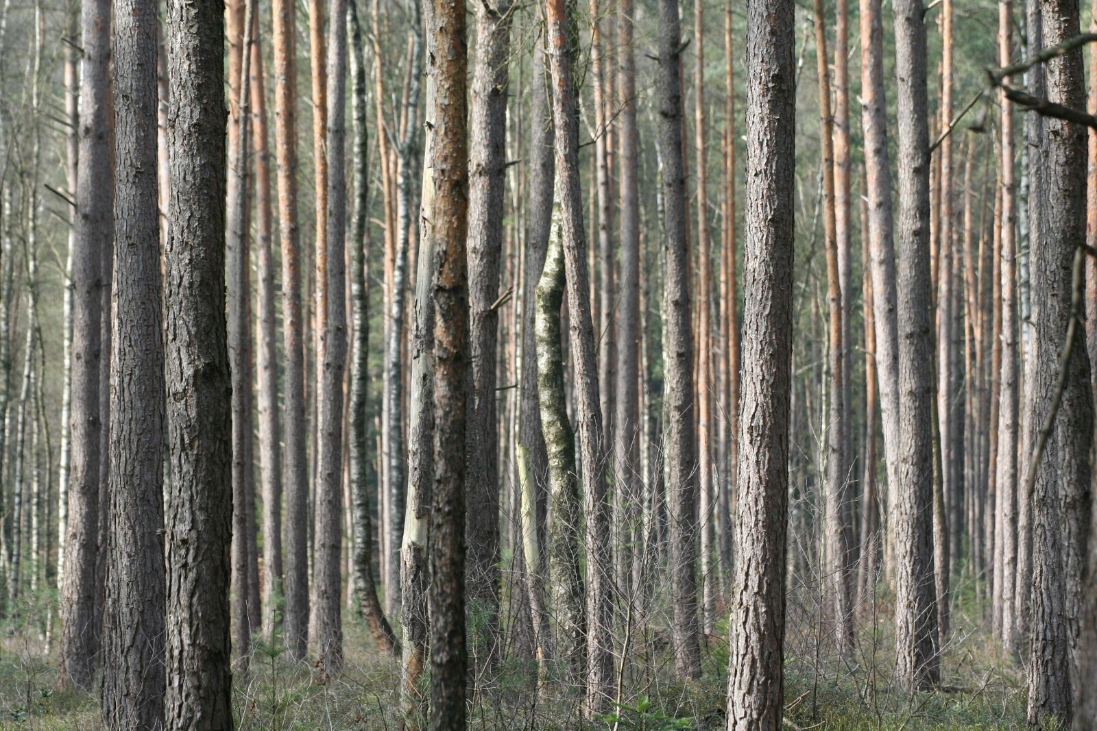 Canon EOS 350D (EOS Digital Rebel XT / EOS Kiss Digital N) sample photo. Wood, nature, desktop background photography