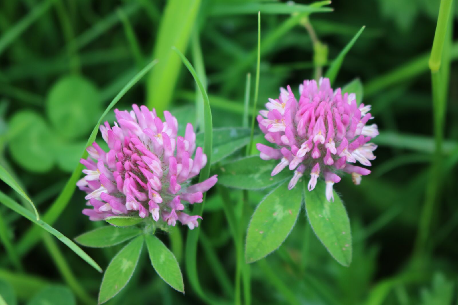 Canon EOS 750D (EOS Rebel T6i / EOS Kiss X8i) sample photo. Clover, flower, blossom photography