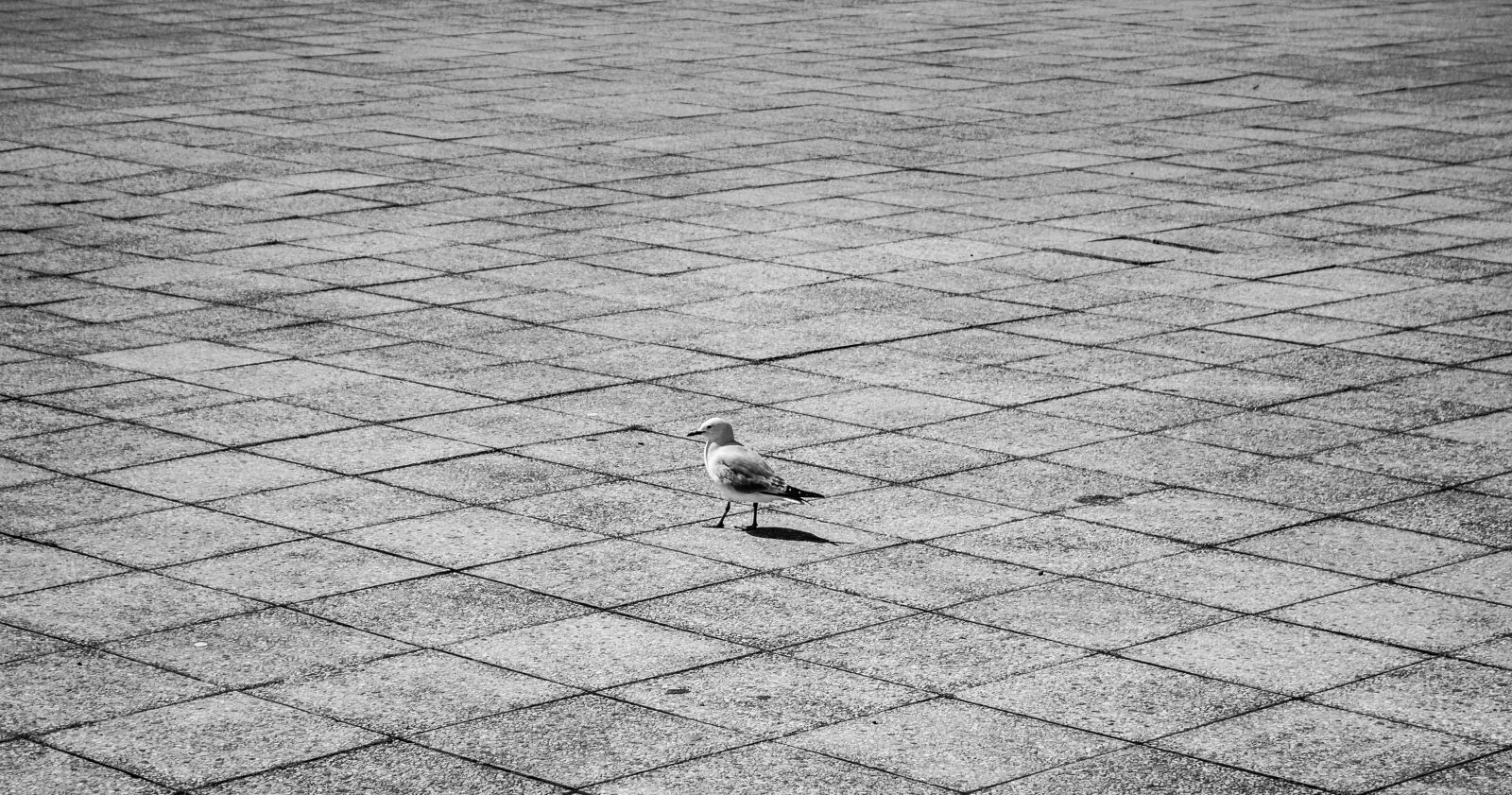 Canon EOS 600D (Rebel EOS T3i / EOS Kiss X5) sample photo. Animal, bird, black, and photography