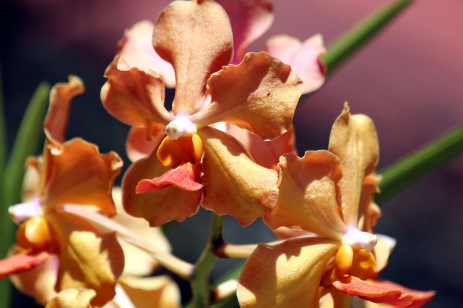 Canon EOS 650D (EOS Rebel T4i / EOS Kiss X6i) sample photo. Orchid, flowers, plant photography