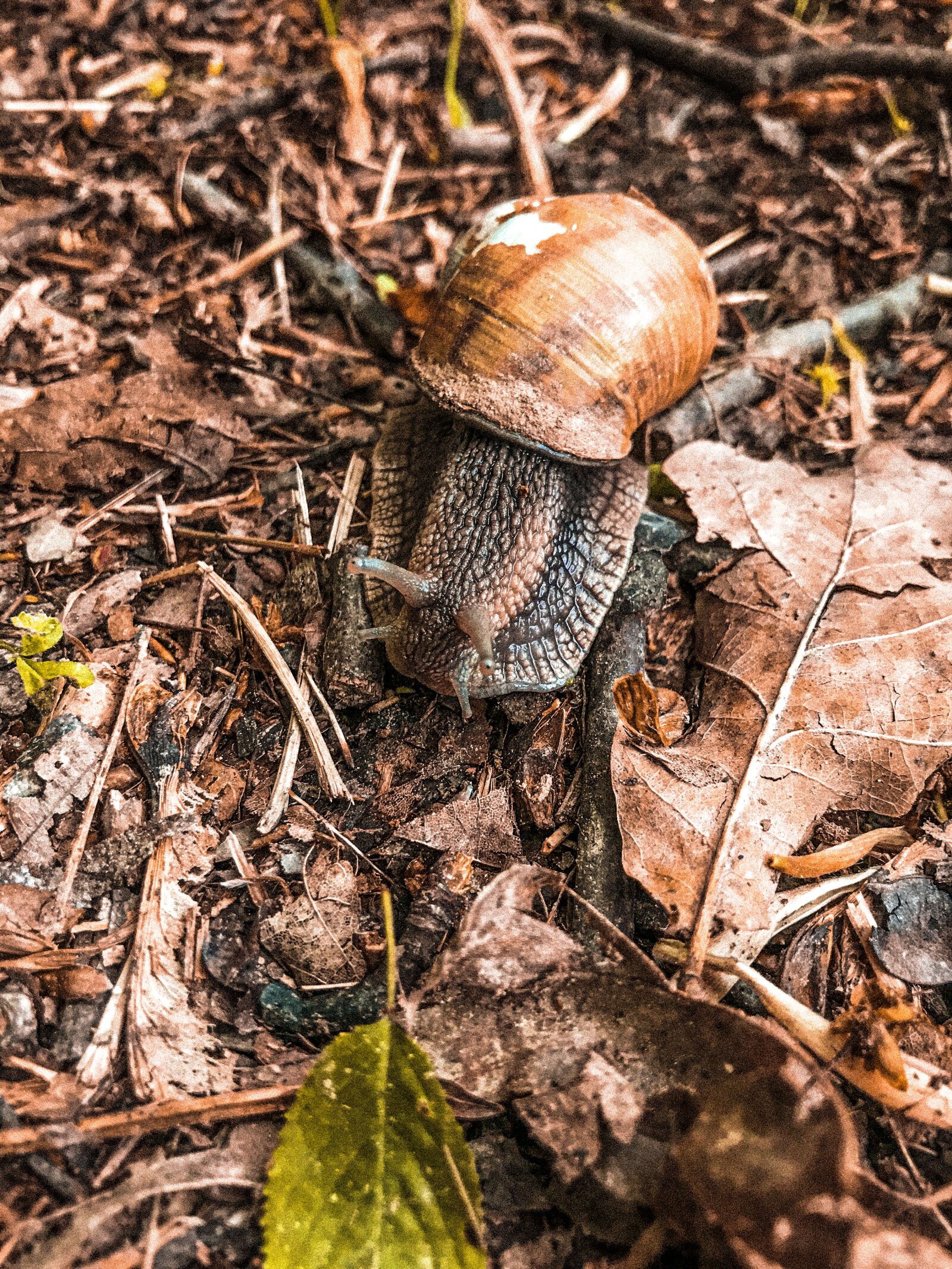iPhone 7 back camera 3.99mm f/1.8 sample photo. Snail, animals, forest photography
