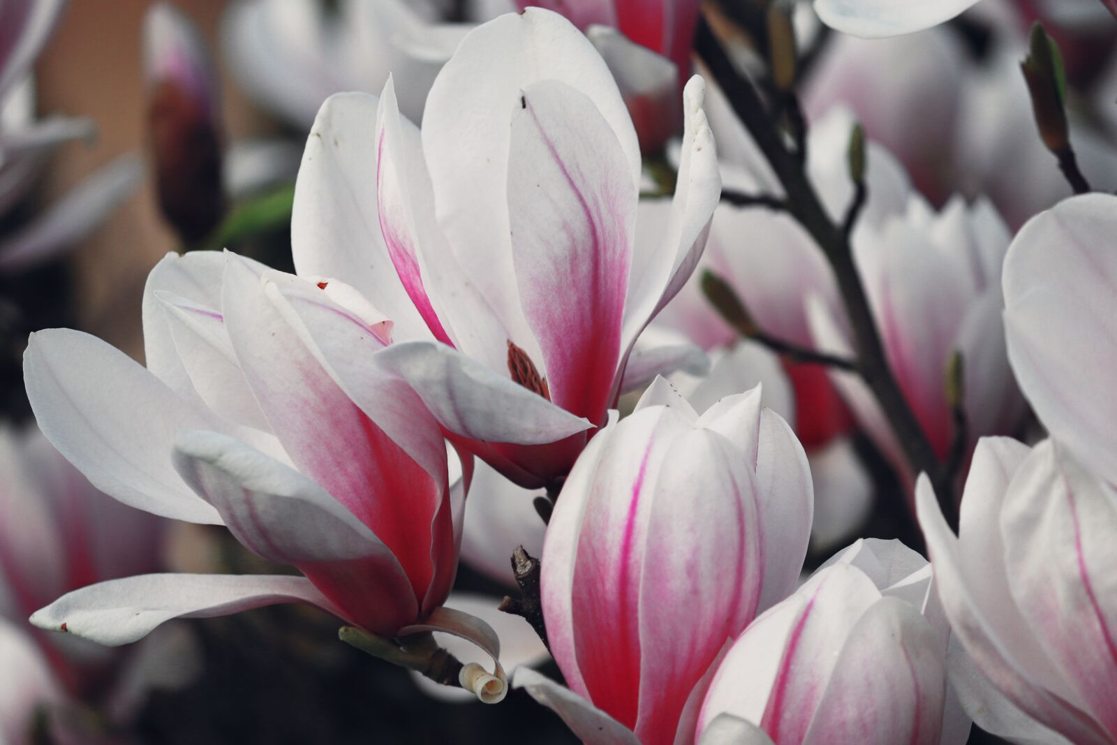 Canon EOS 200D (EOS Rebel SL2 / EOS Kiss X9) sample photo. Magnolia, white, pink photography